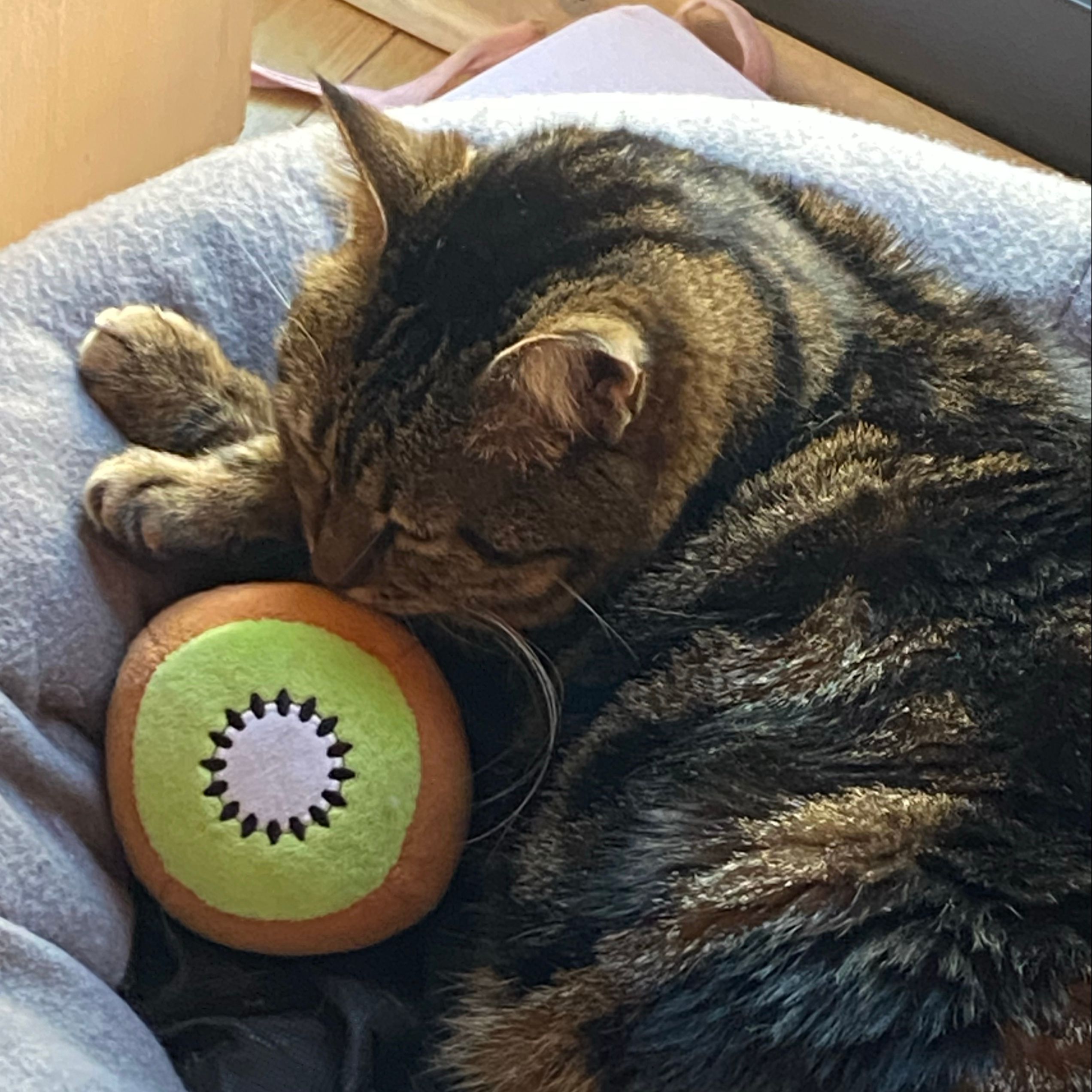 Kiwi 🥝