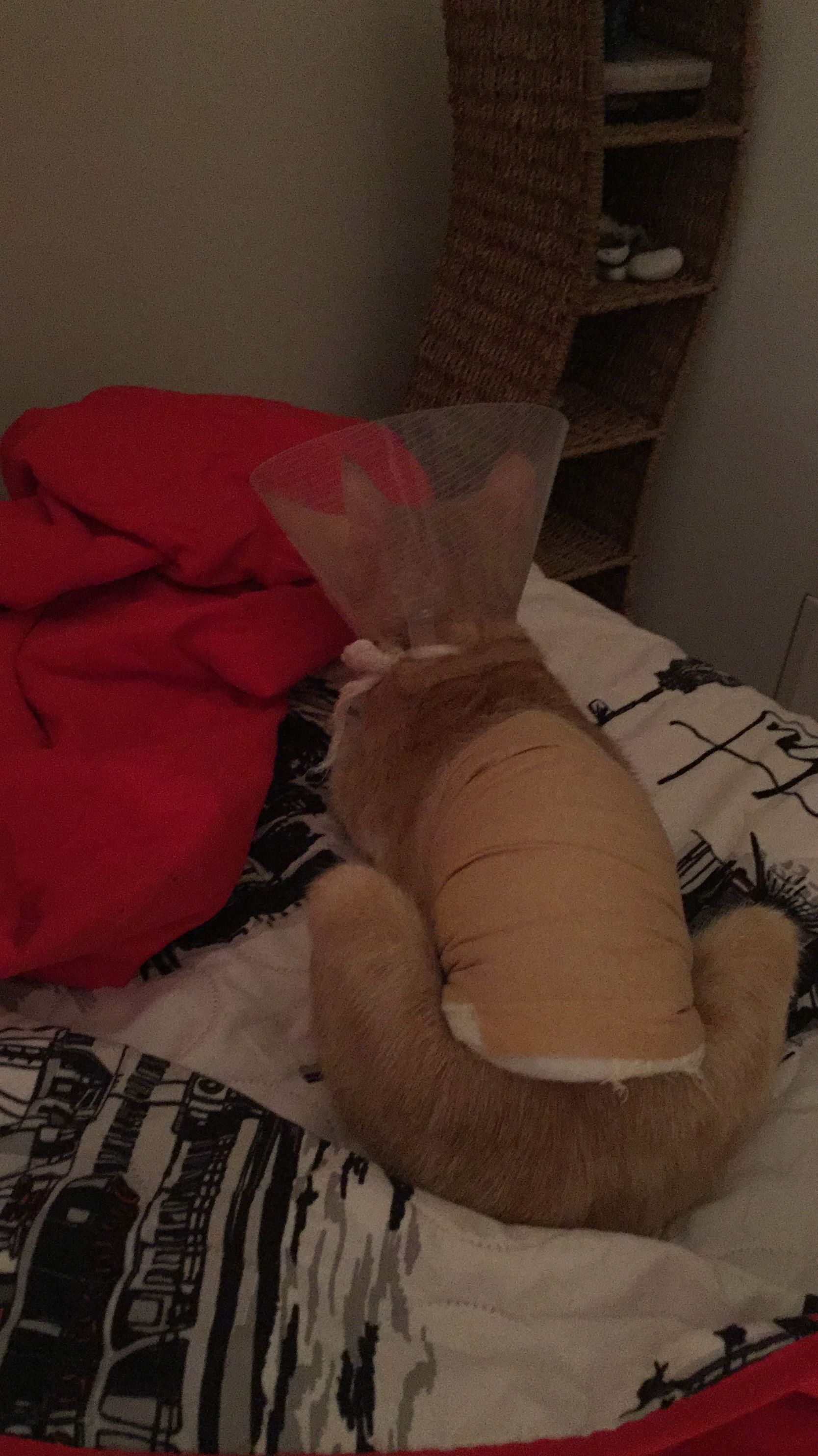 image-9