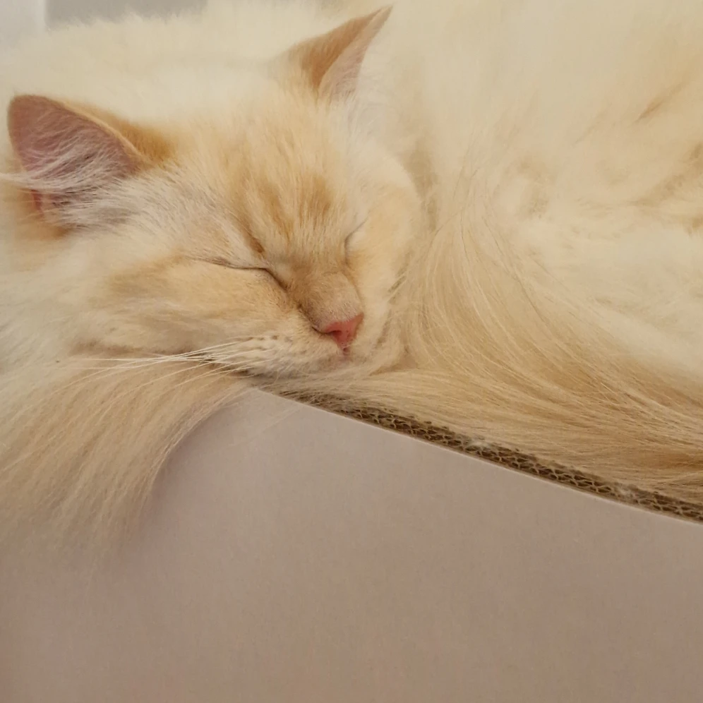 Cashew