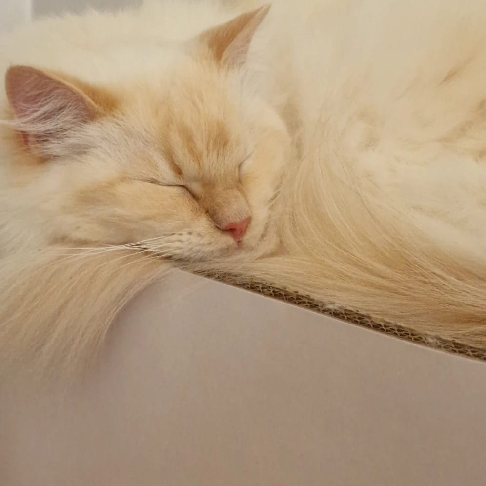 Cashew