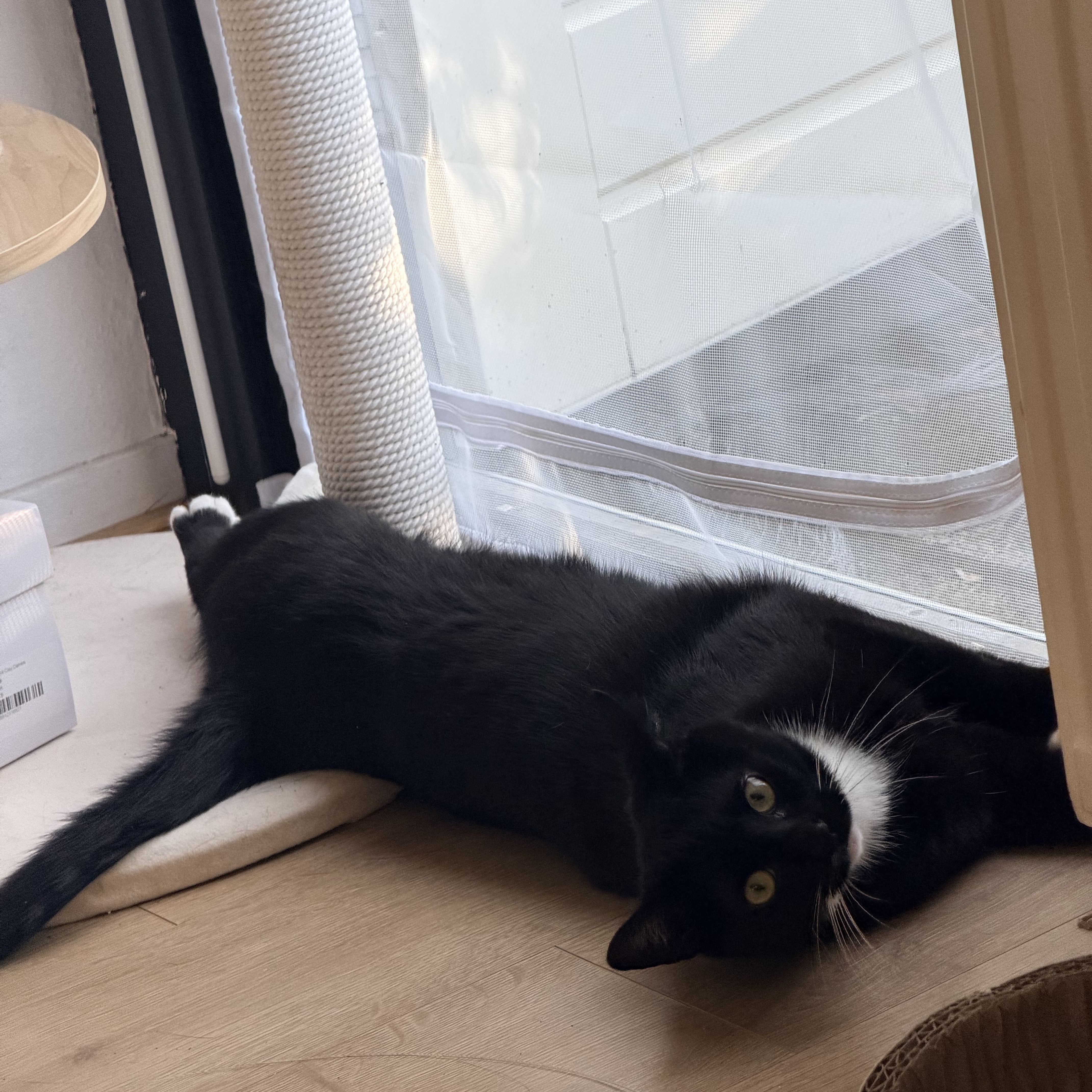 pipi