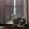 Ezzedine
