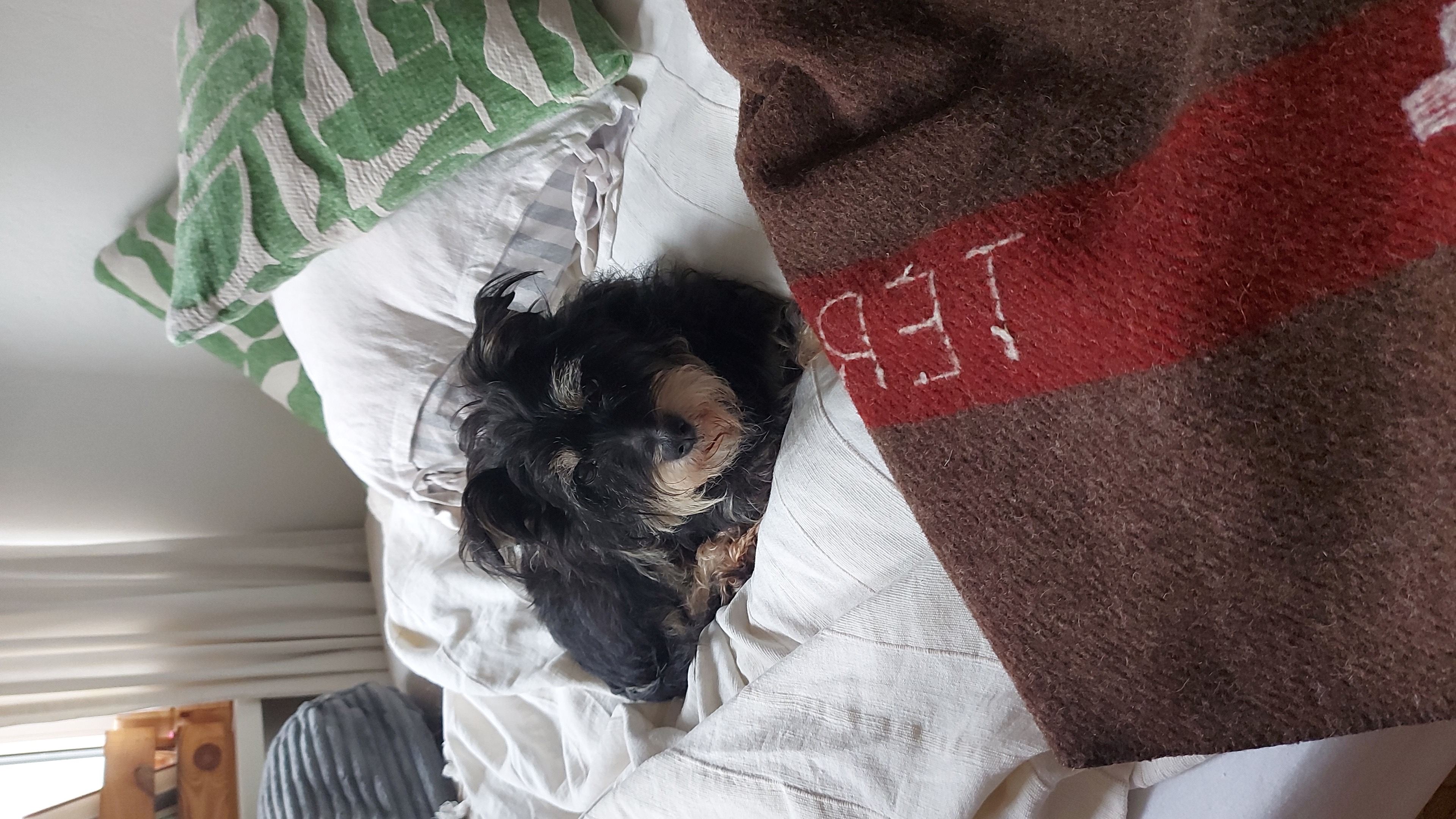 image-7