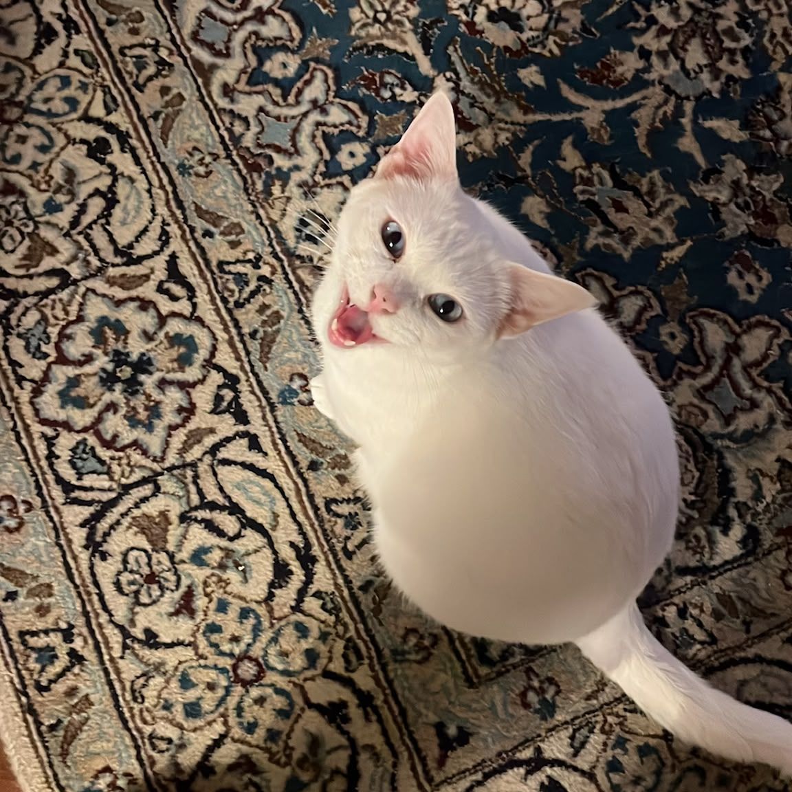 Nanuk