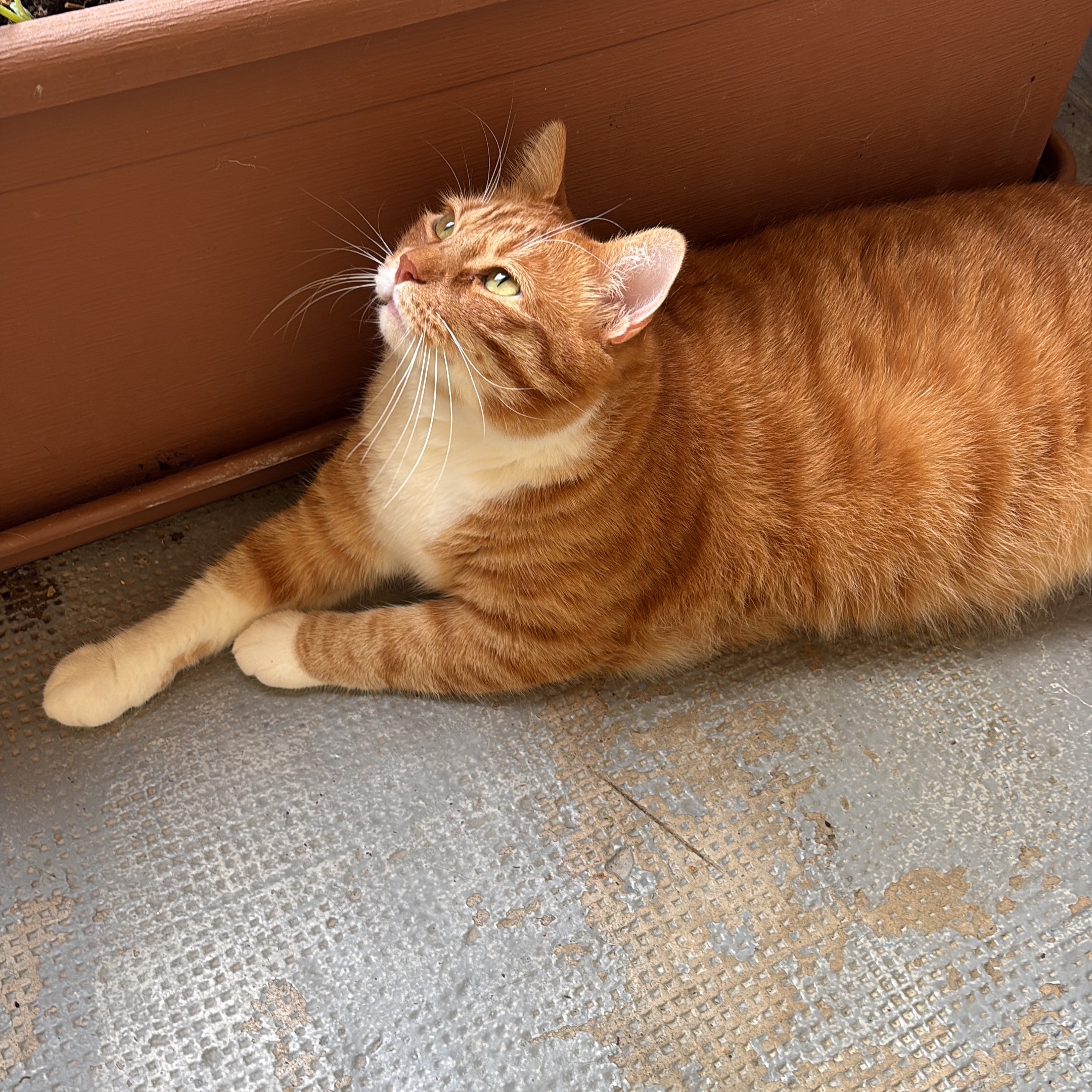 Chupito