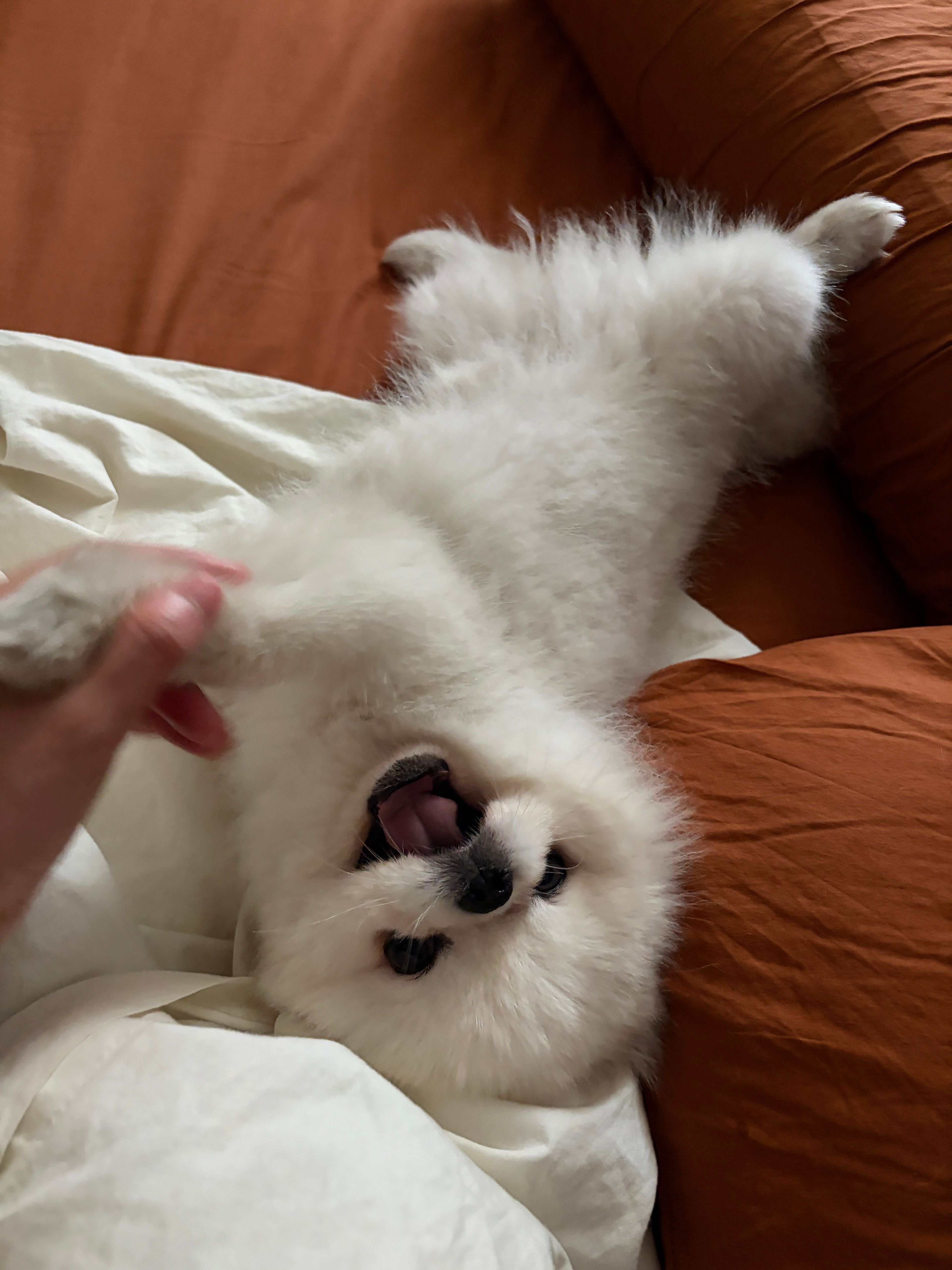 image-7