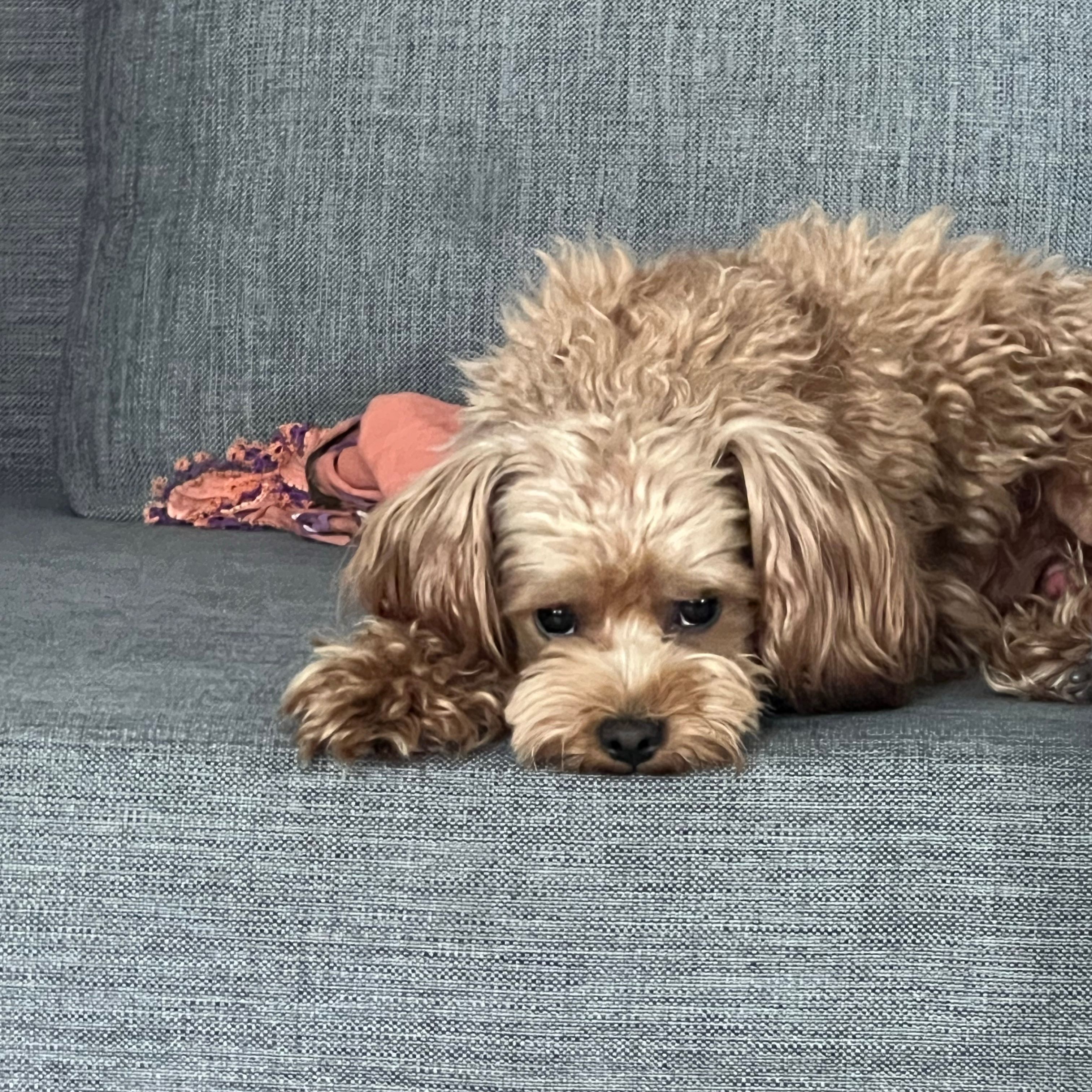 Leo