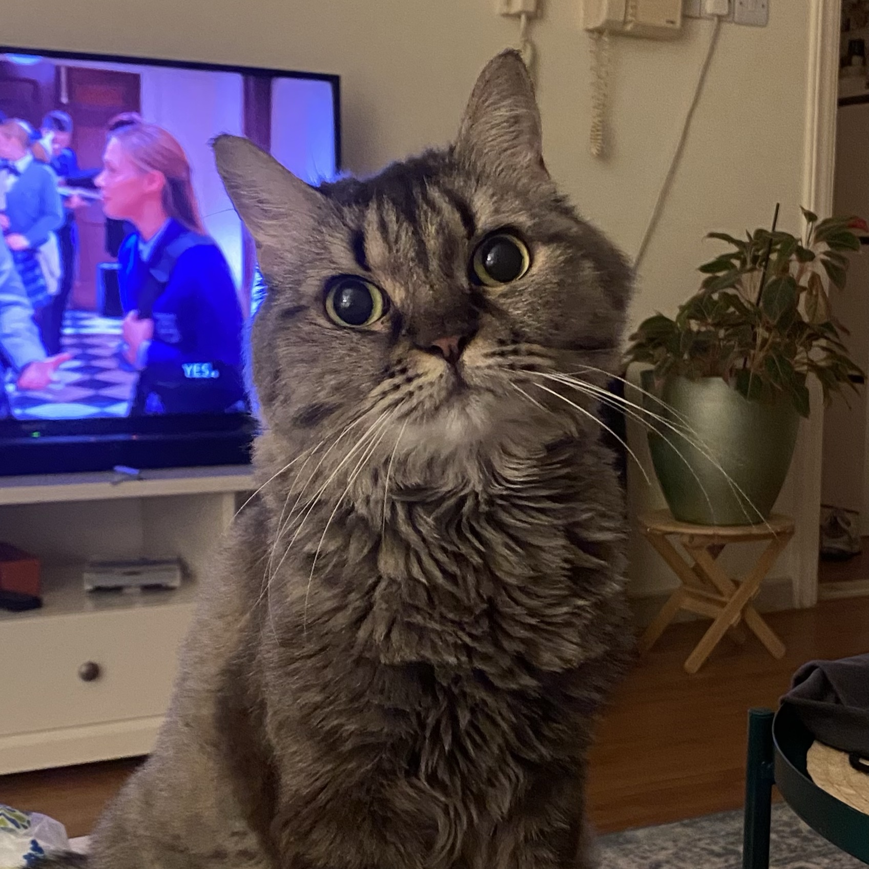 Bea