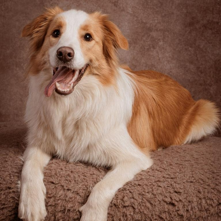Koda