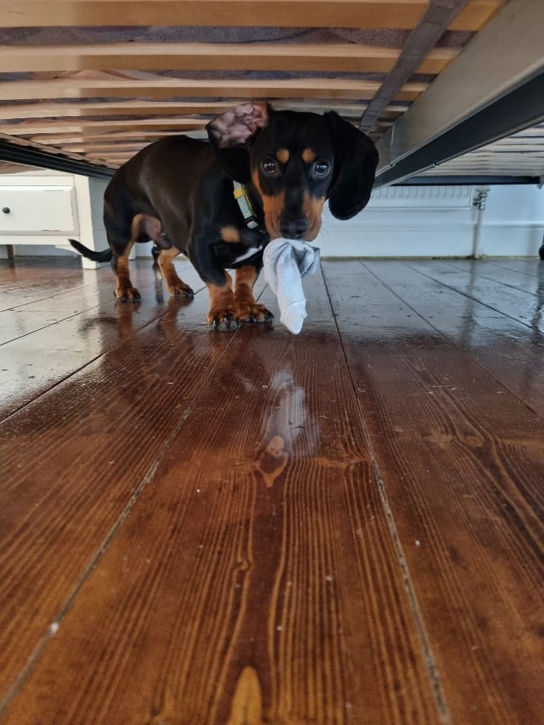Remy