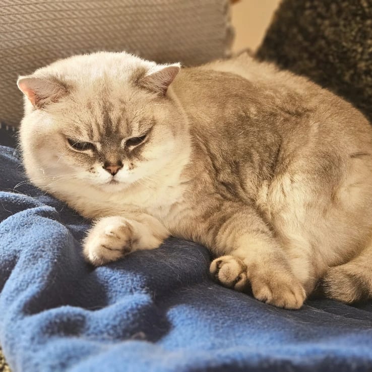 Maja
