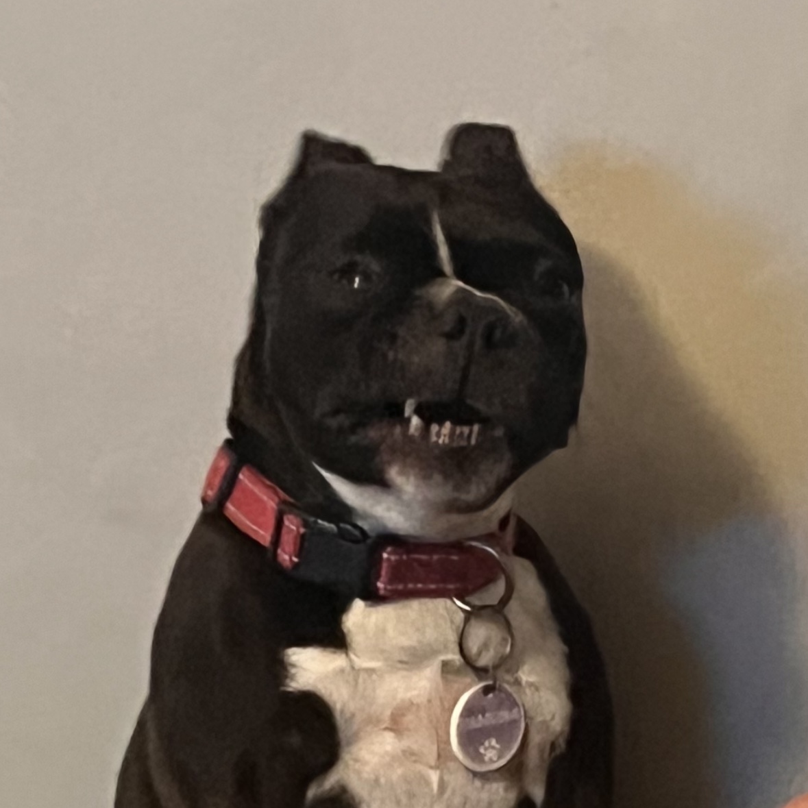 Ramona 