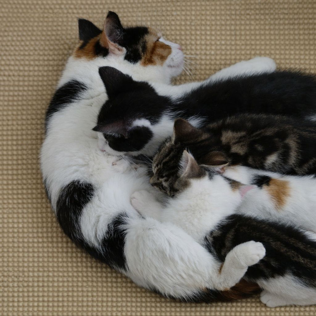 Foster cat and kittens