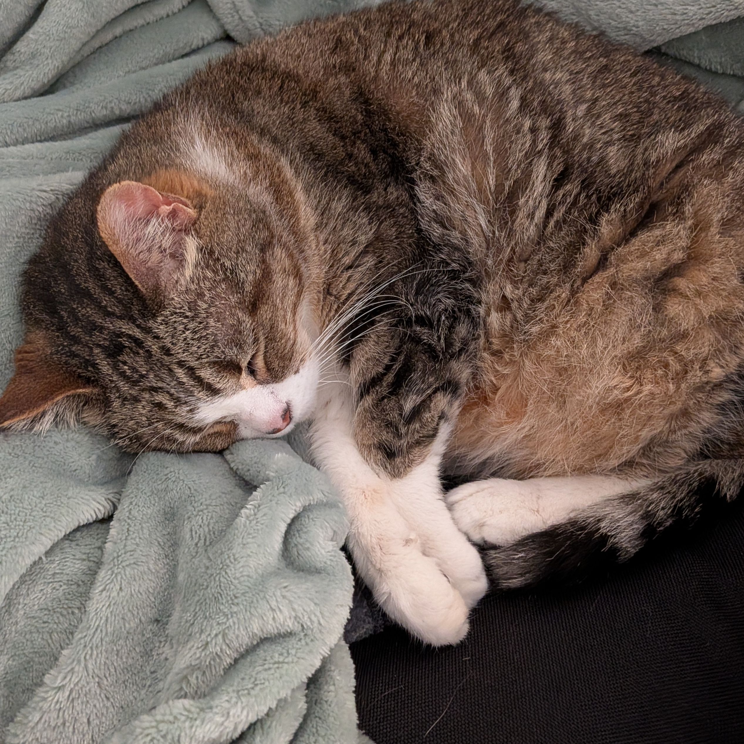 Duchess
