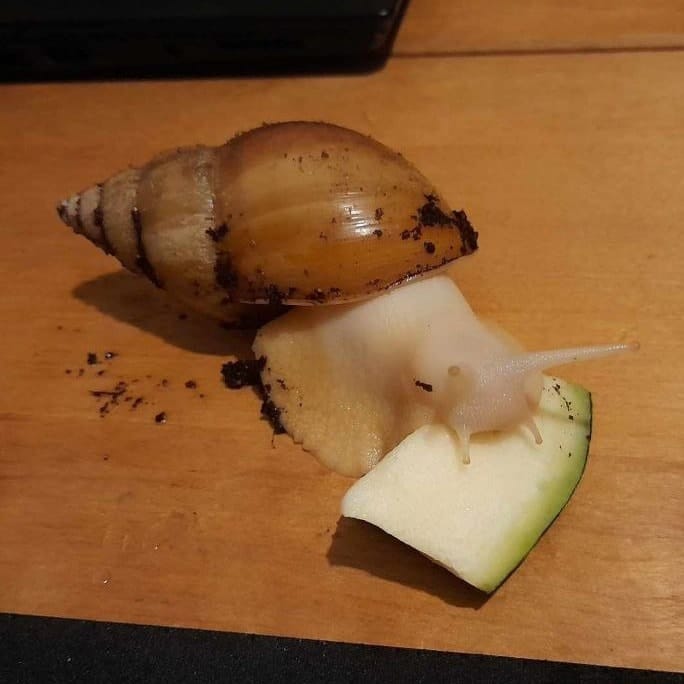 Albie, the shelled gastropod