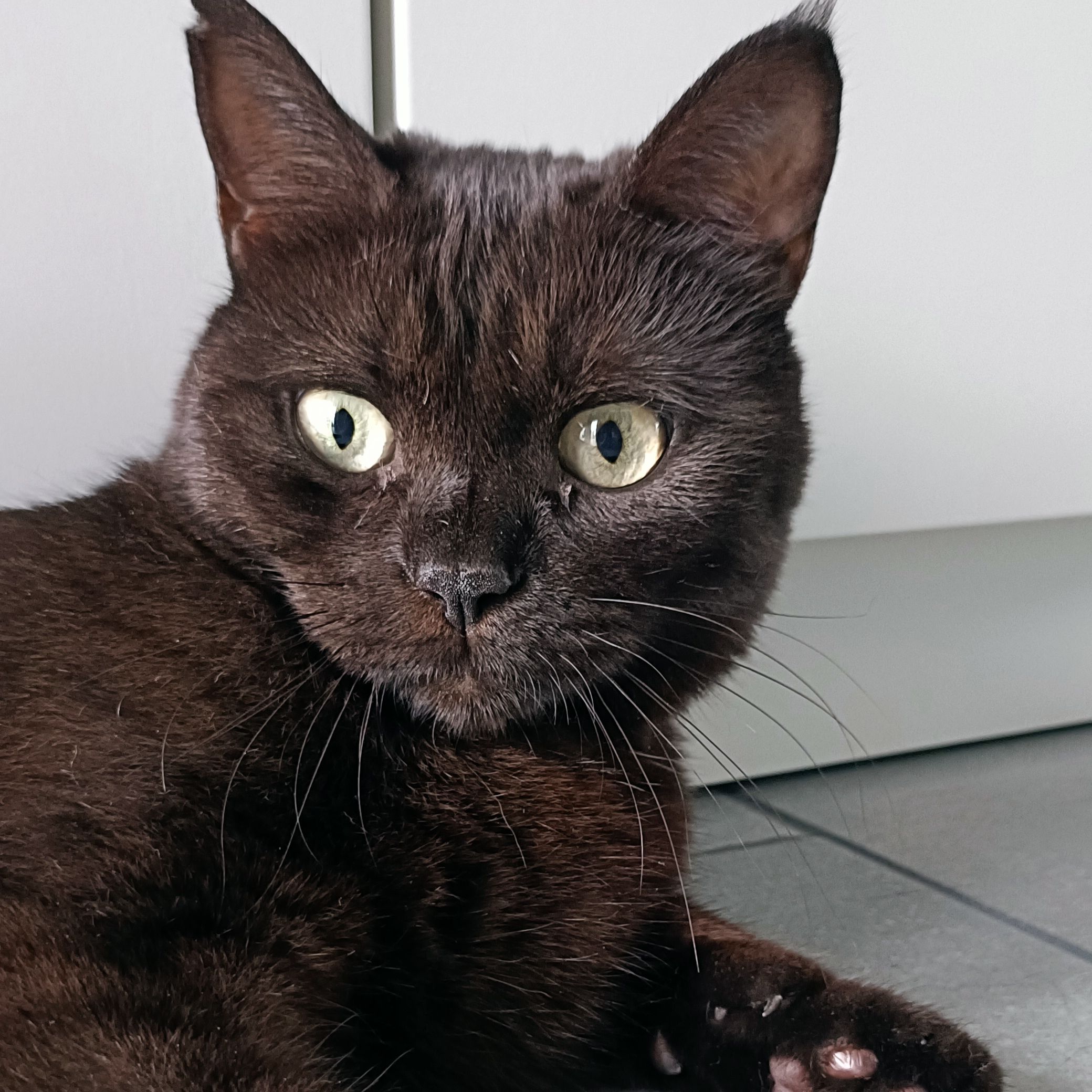 Xena