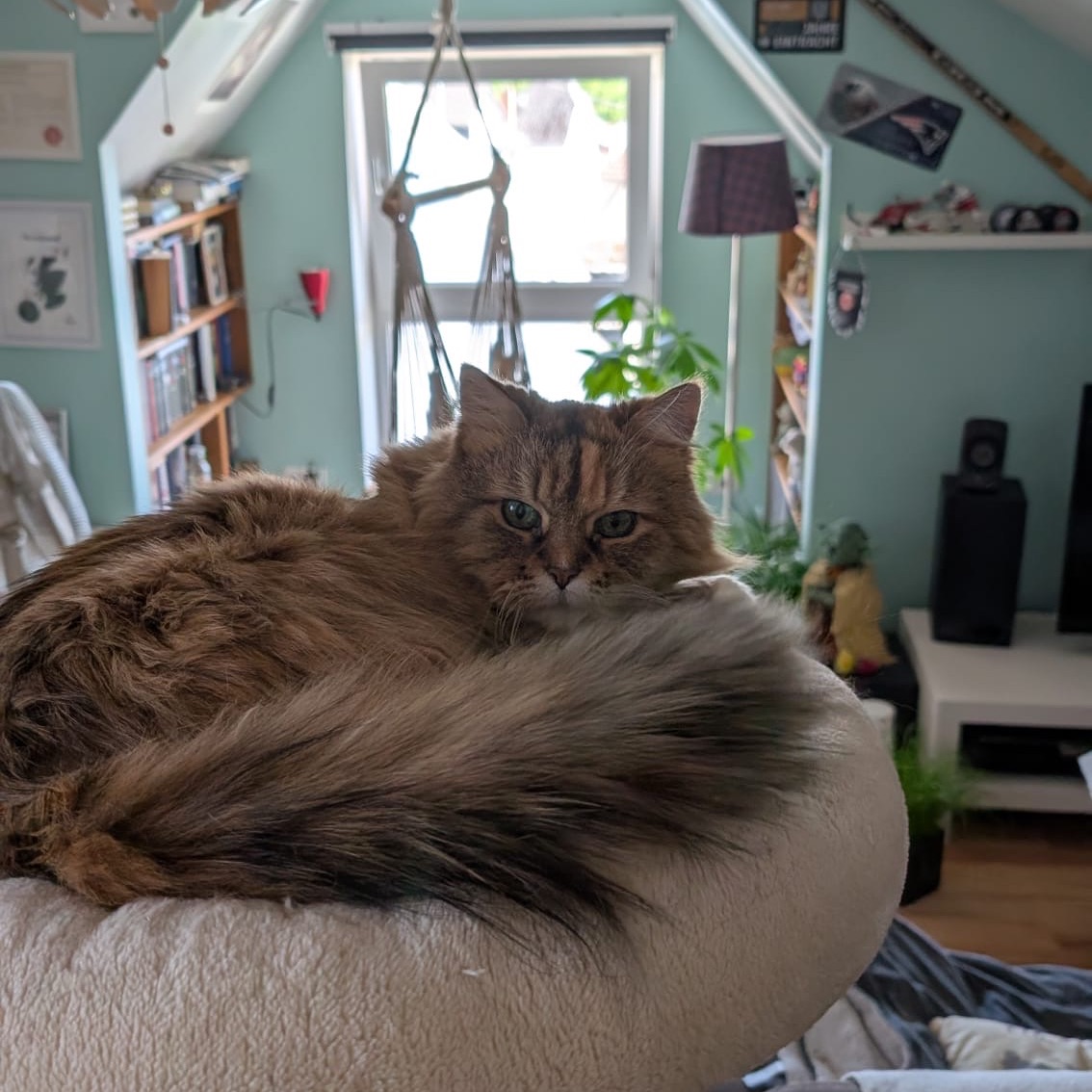 Luna