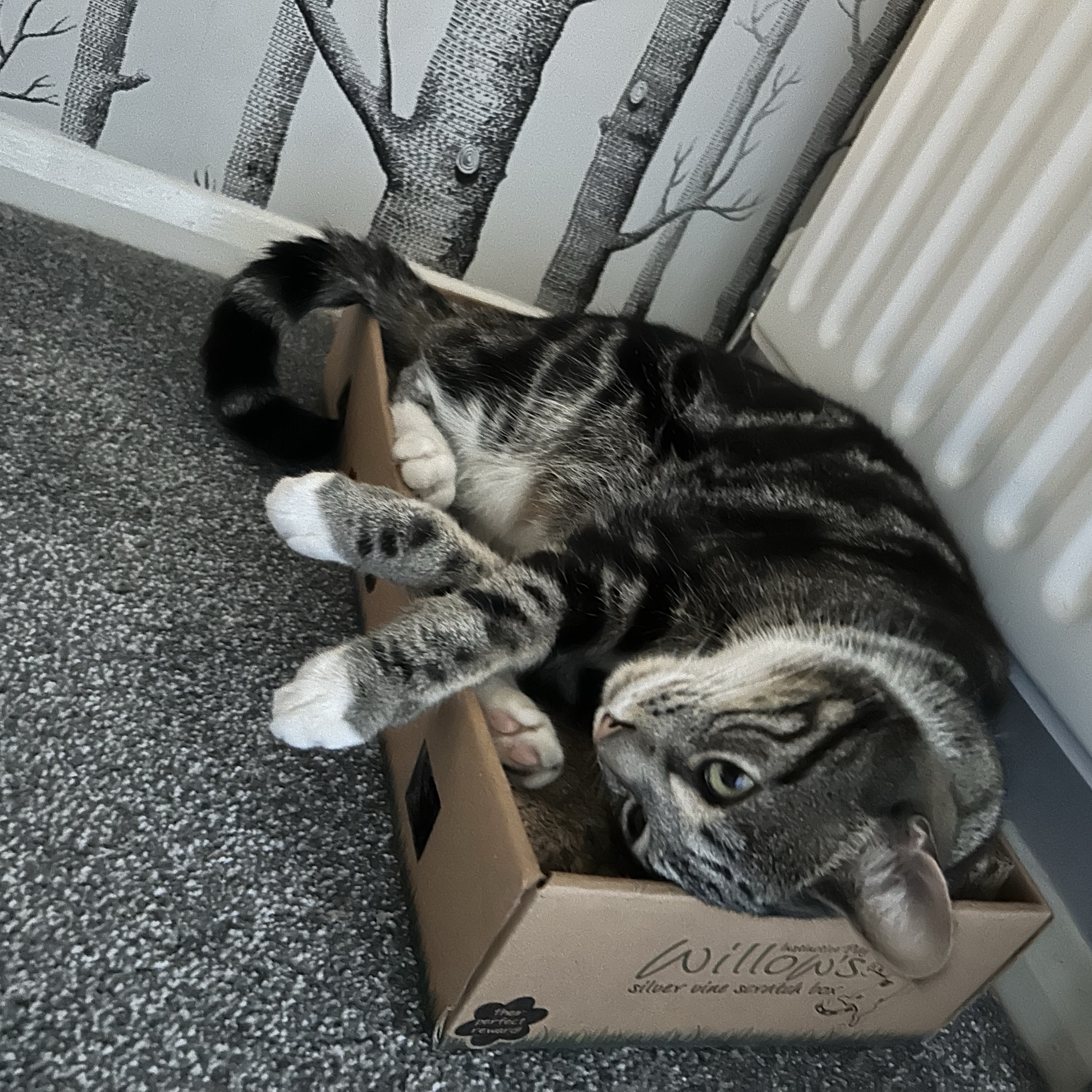 Milo 
