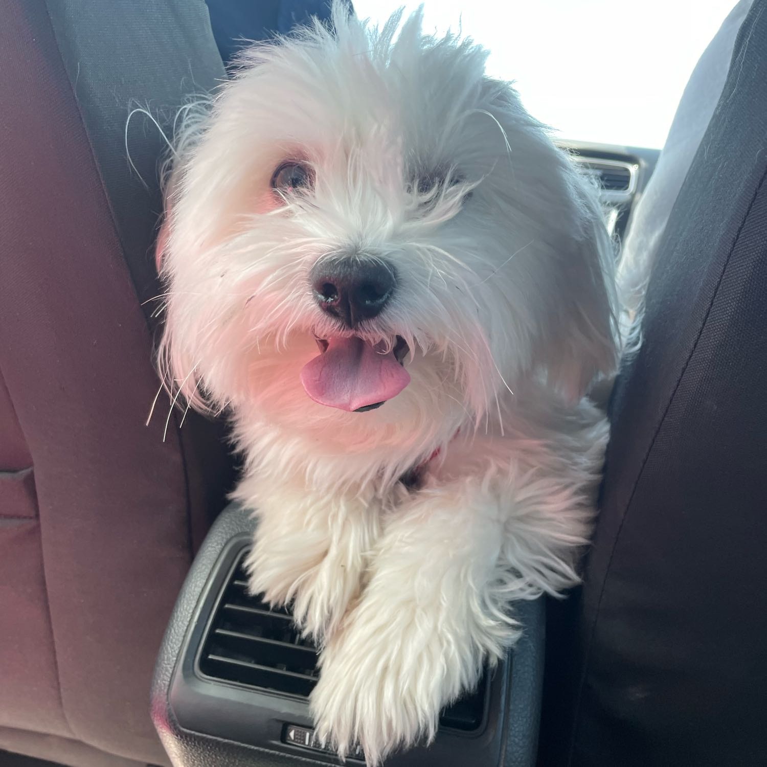 Chico