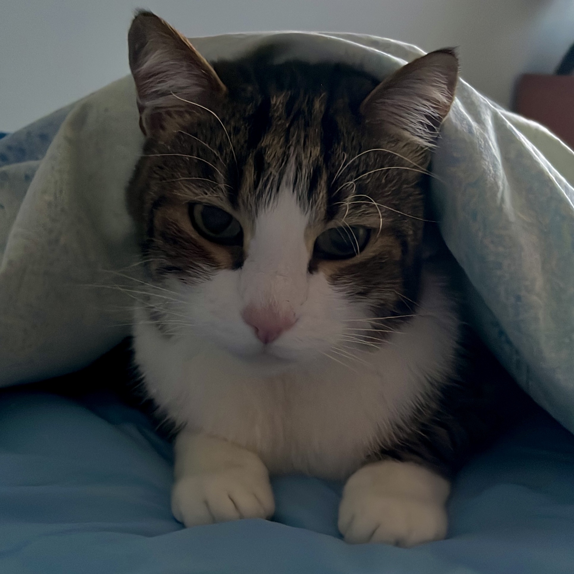 Ulisse