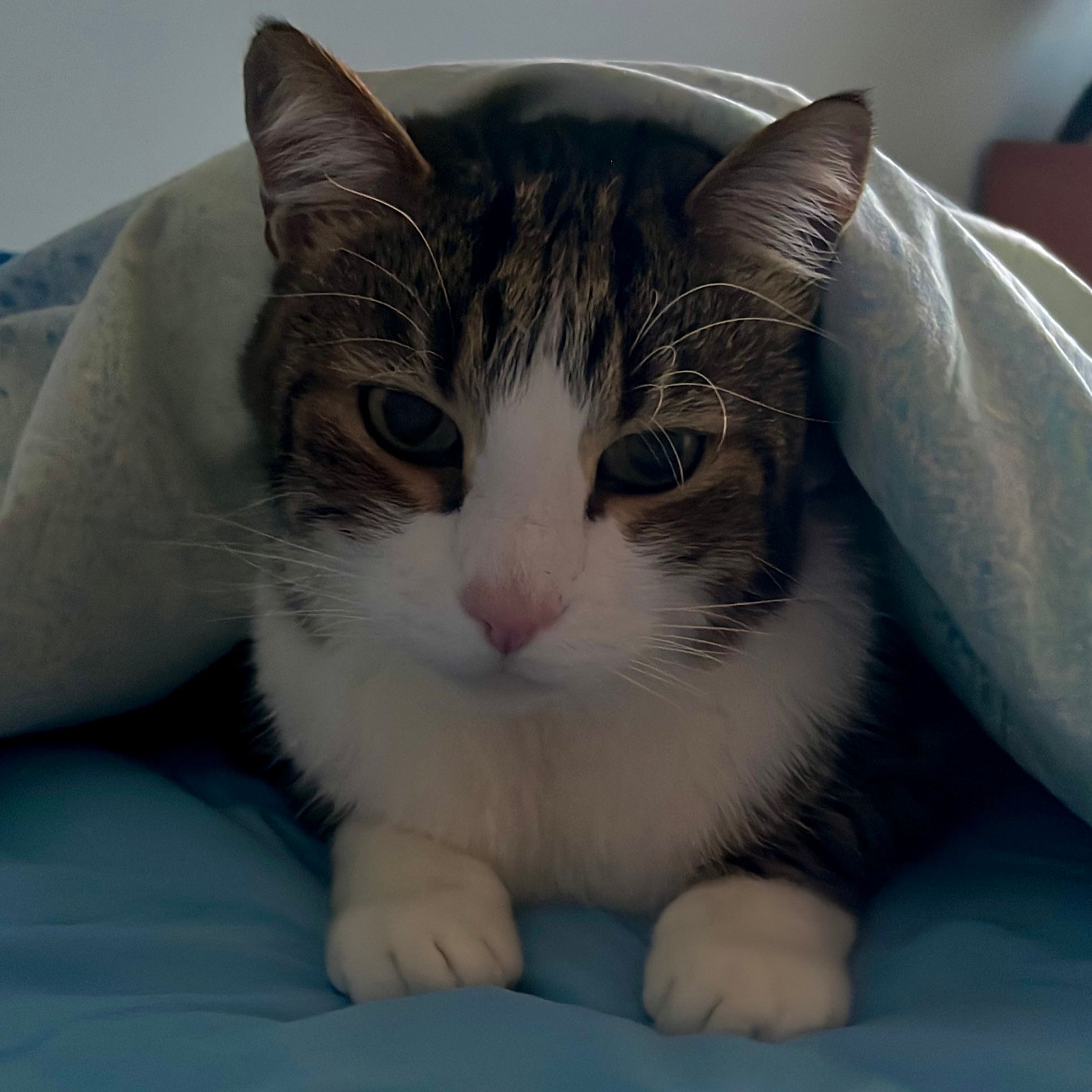 Ulisse
