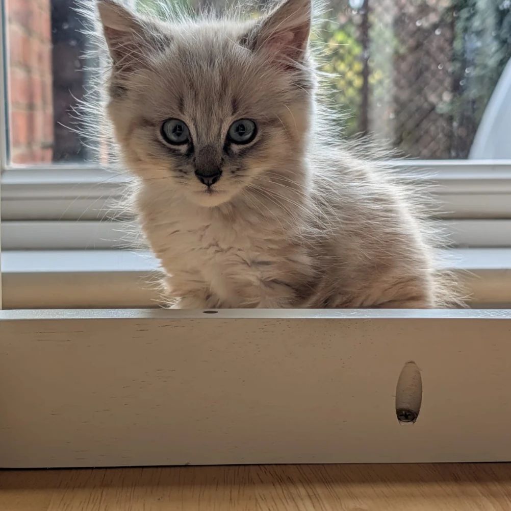 Yuki