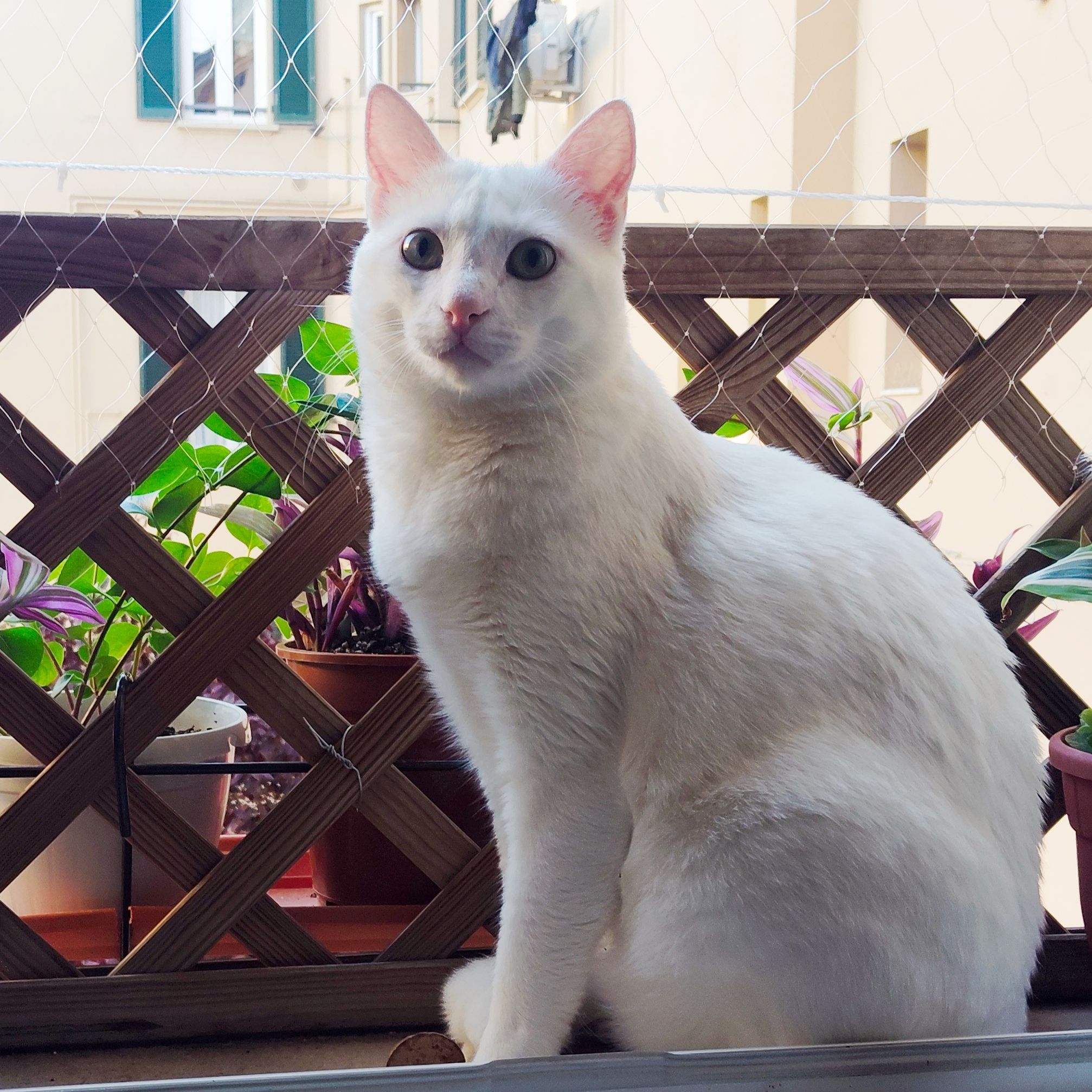 Tegola
