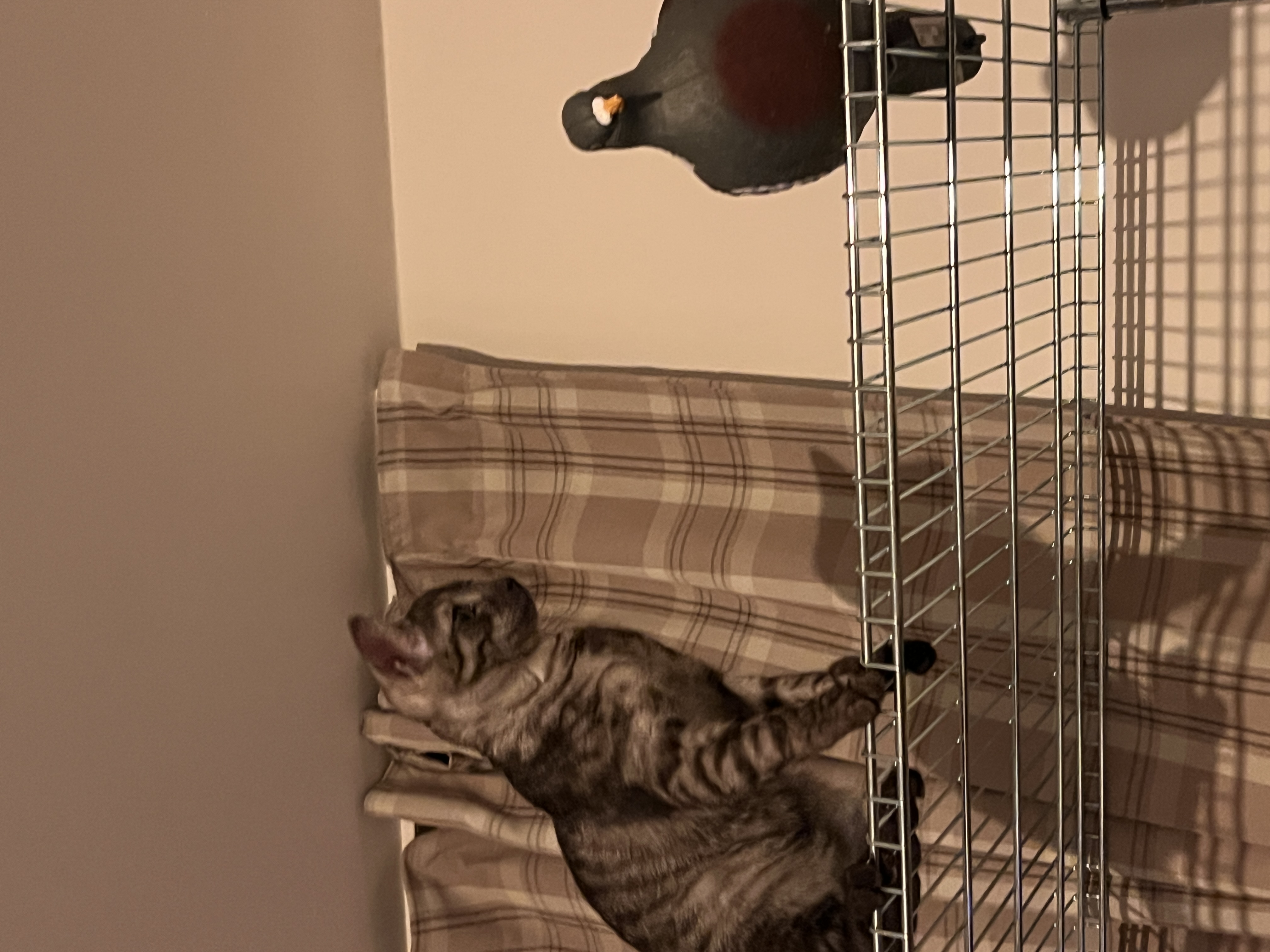 image-6