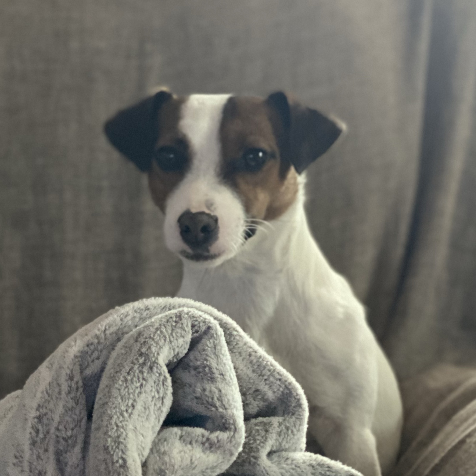 Gina