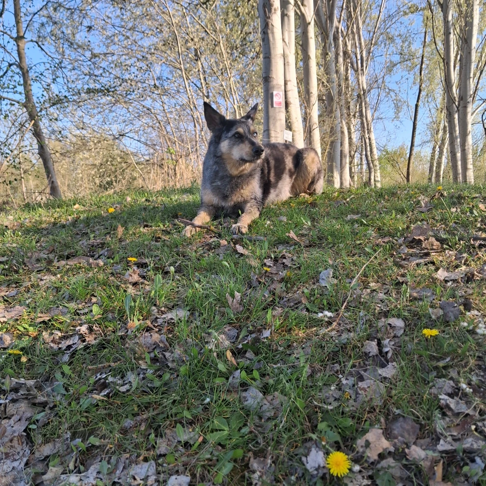 nala