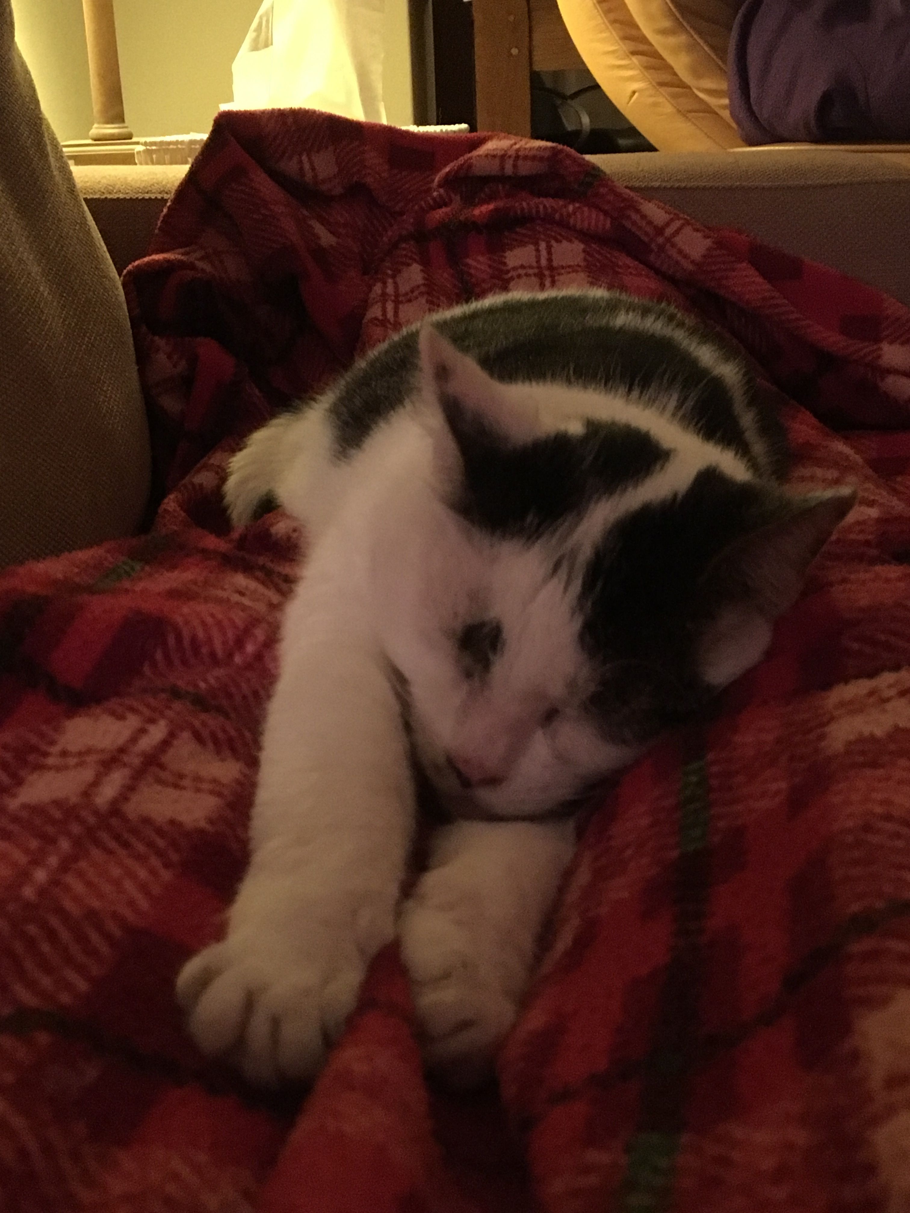 image-8