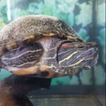 Croustade aux pommes