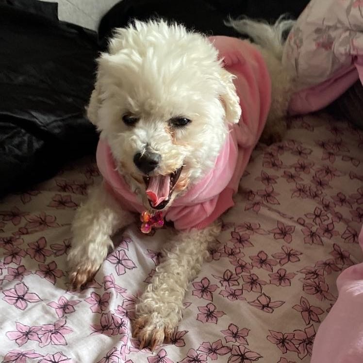 poppy