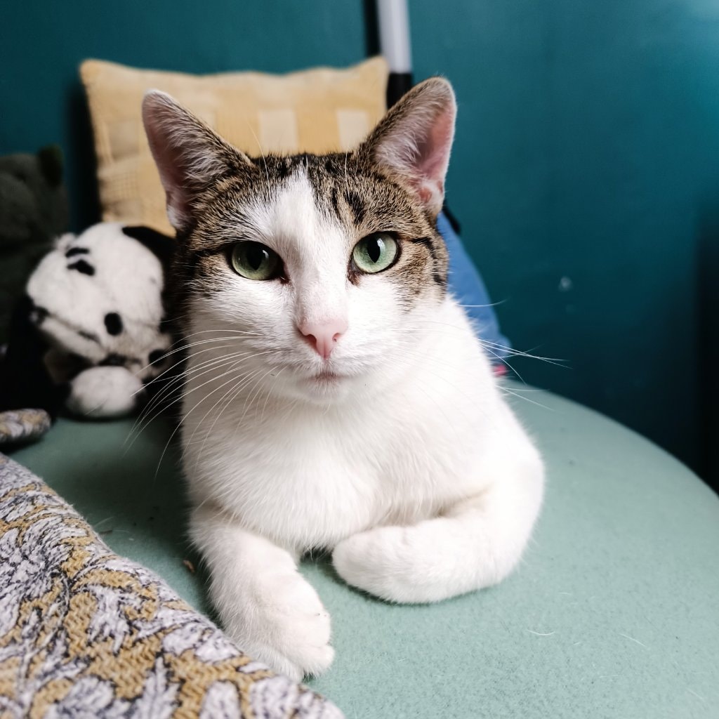 Mimi alias Mimitraviol