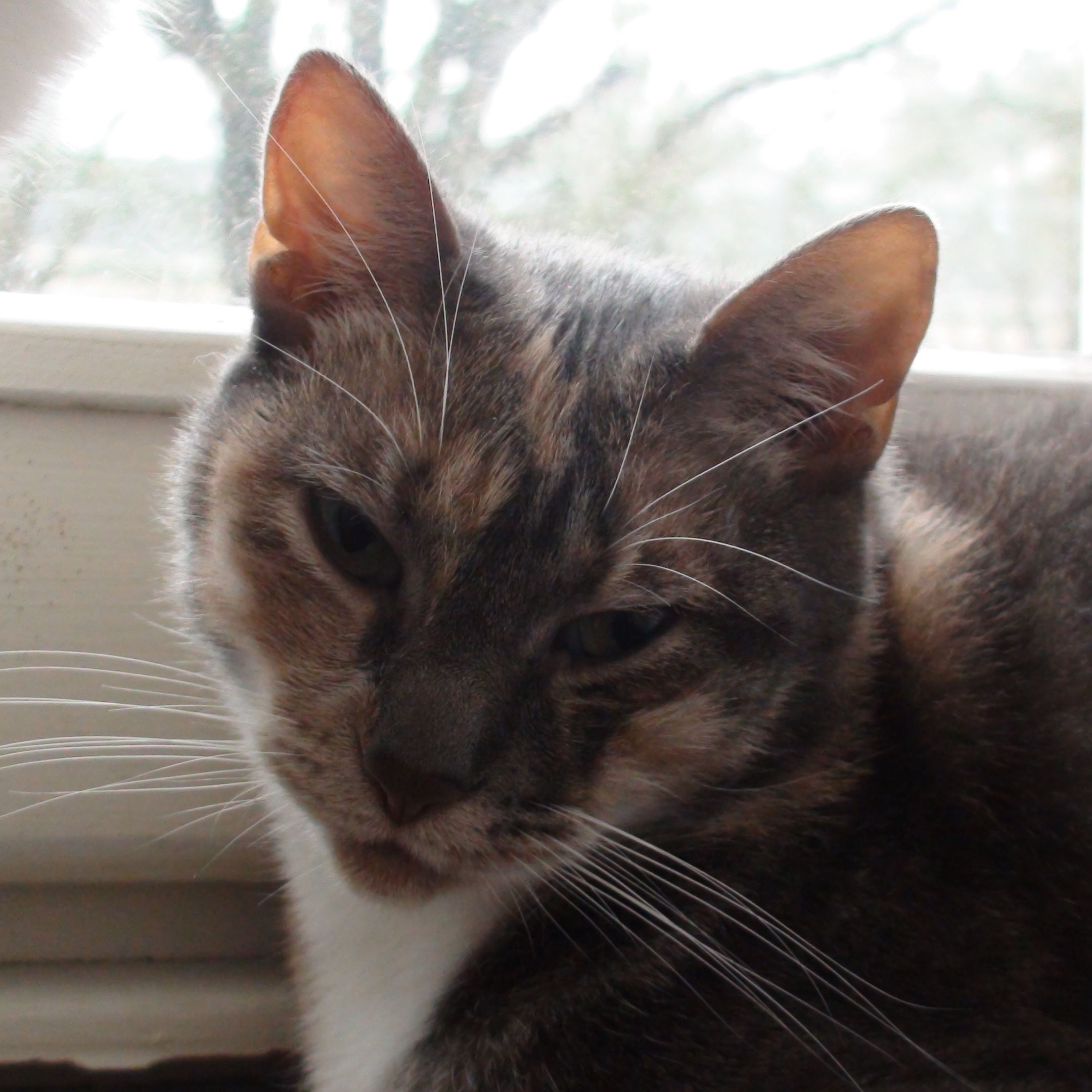 Popiette alias le doyen