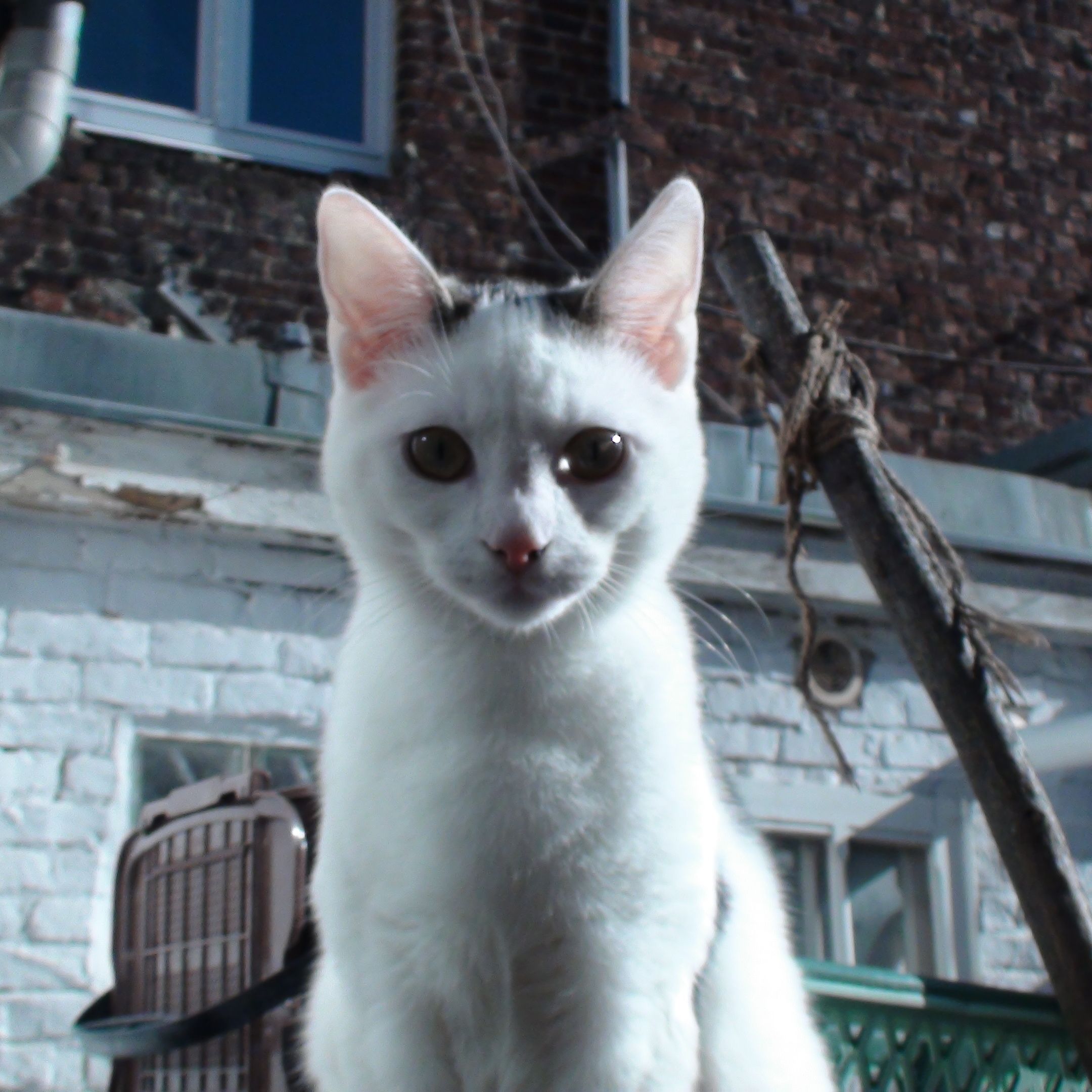 Mousse alias Mouuuuuuuuuuuuuusse