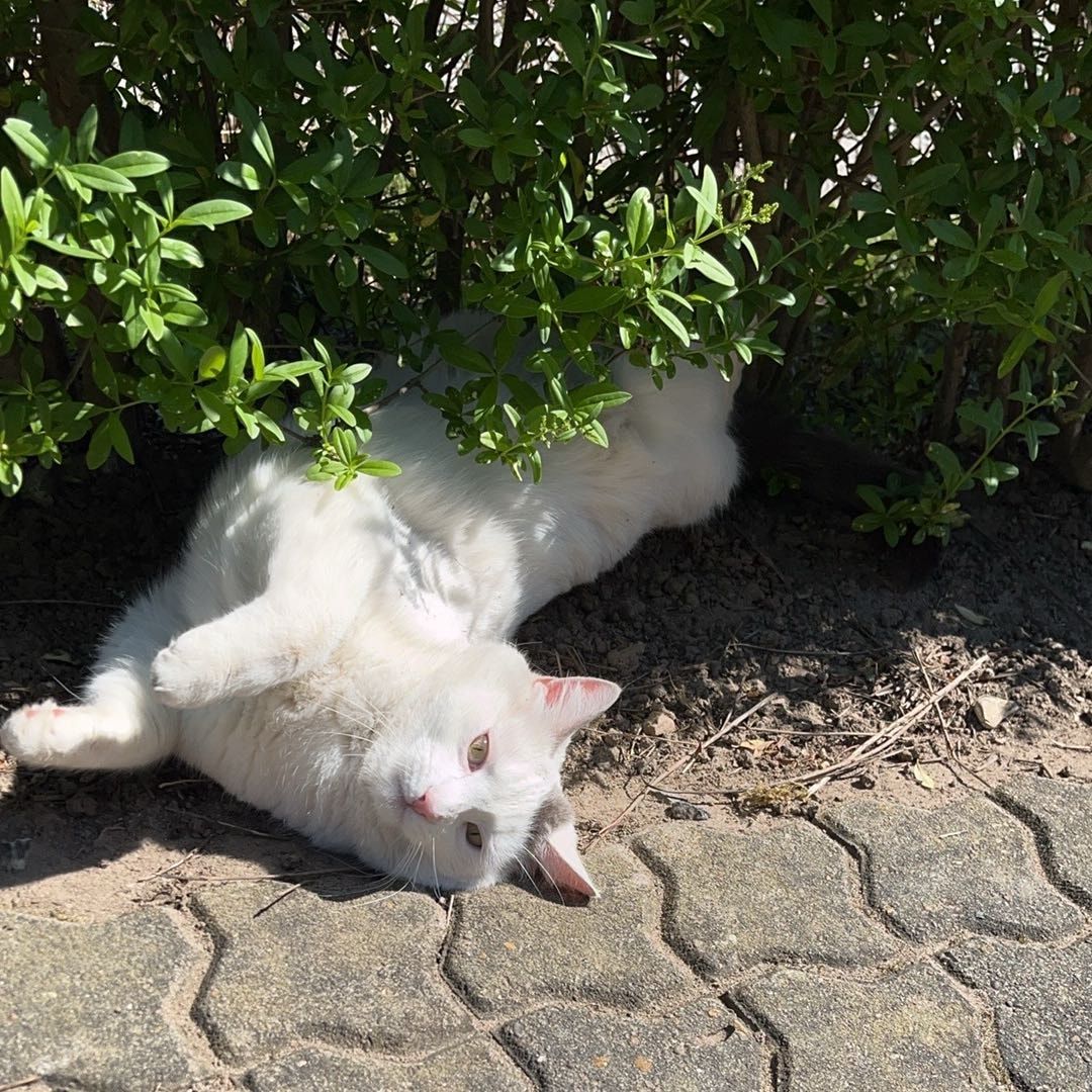 Feline