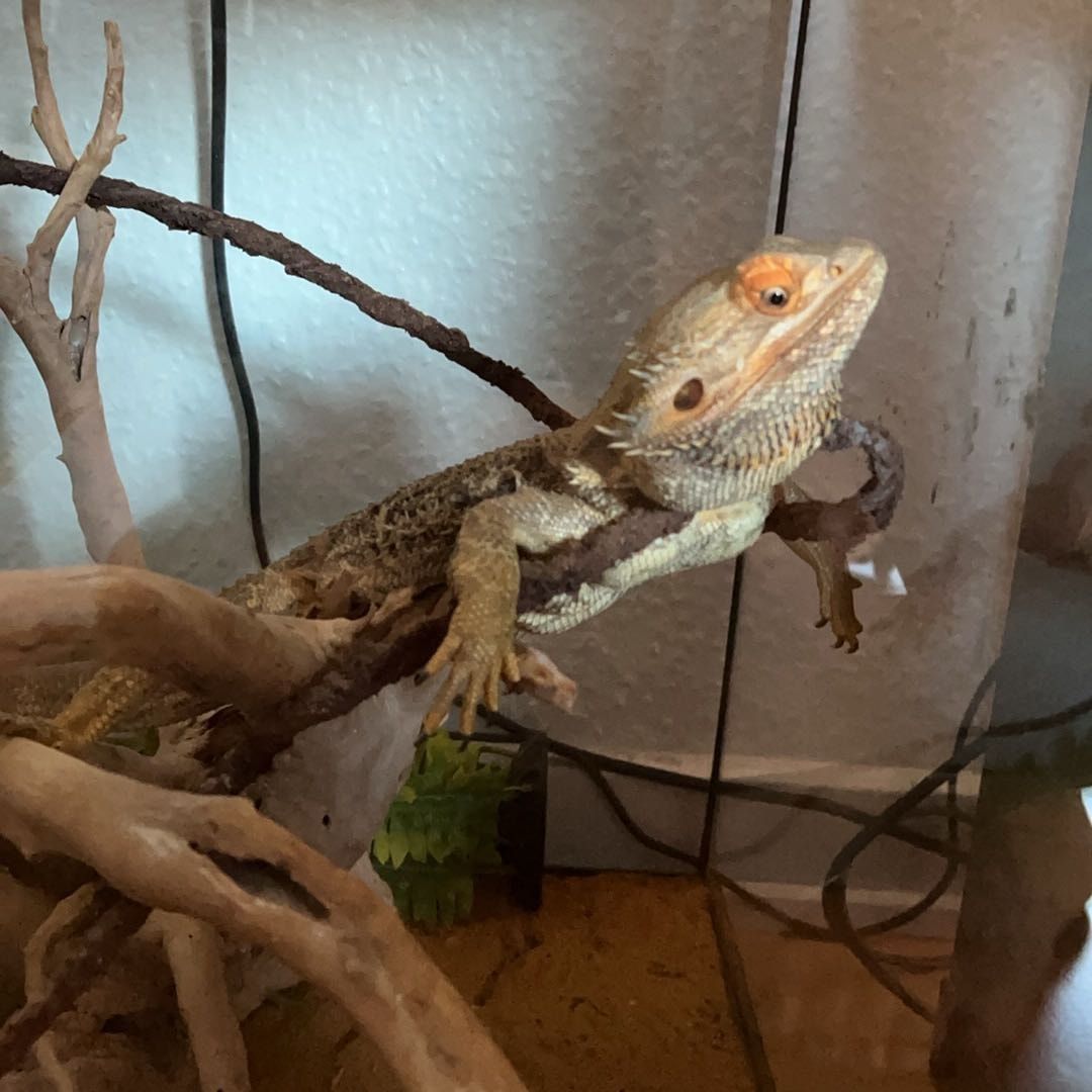 Ole