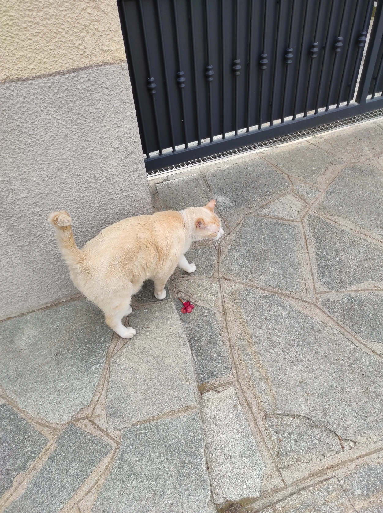 image-7