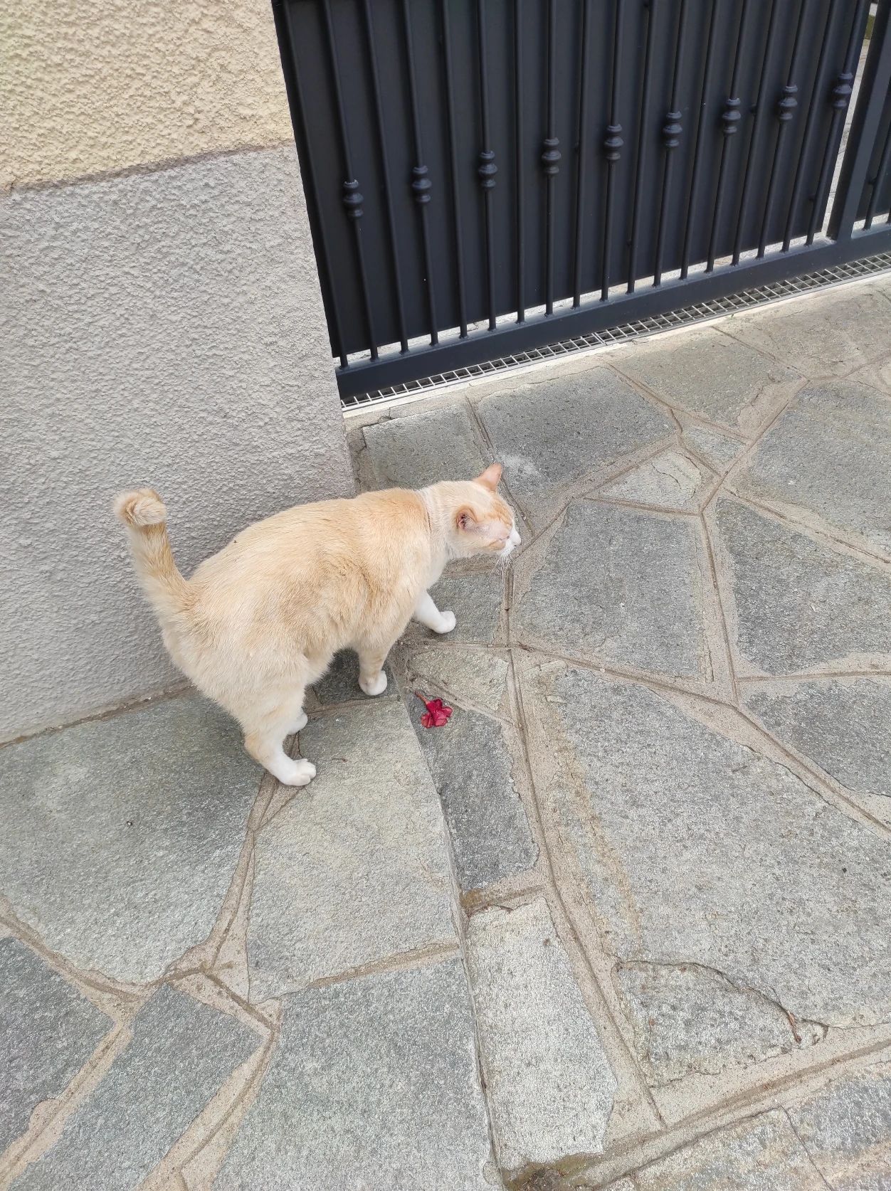 image-7