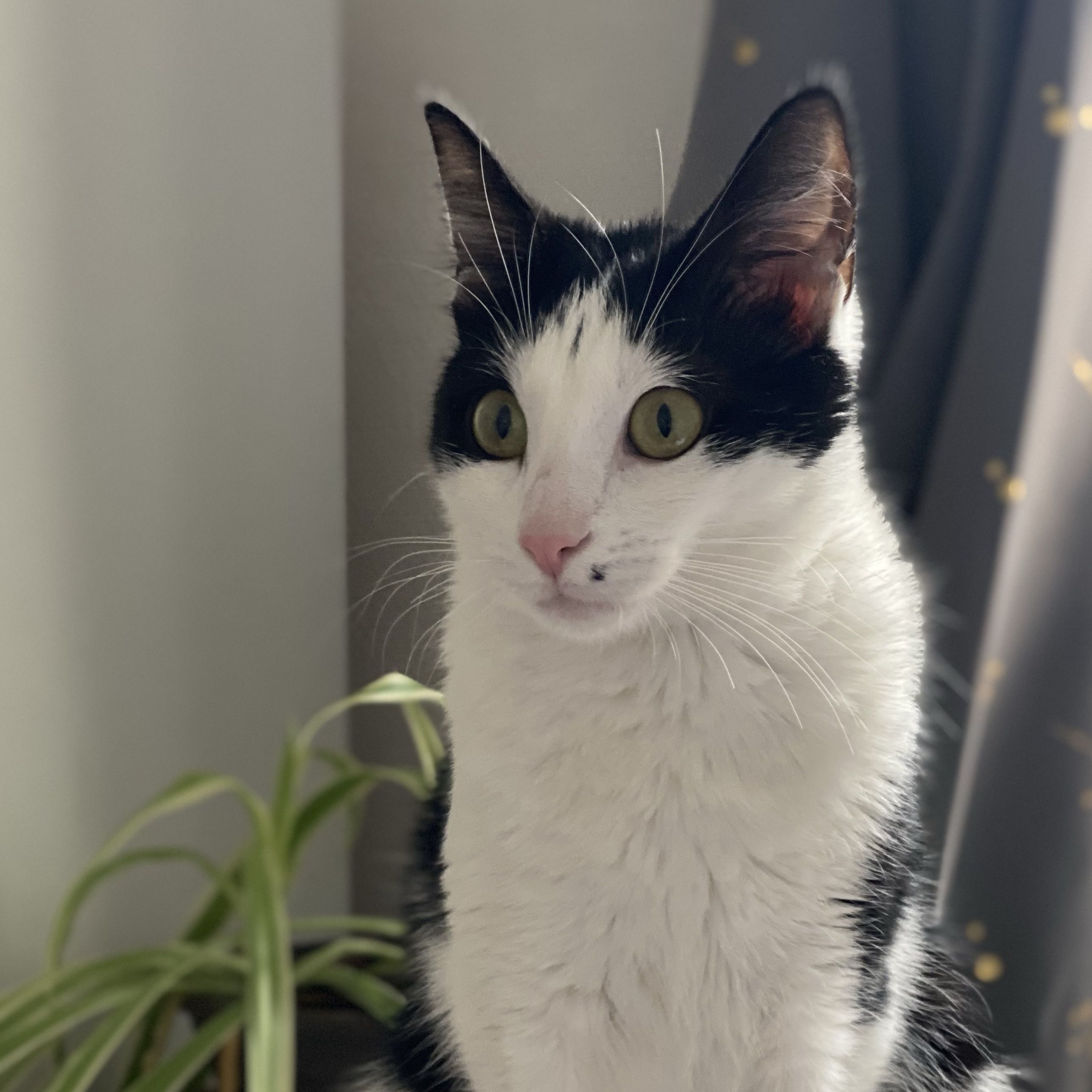 Luna 