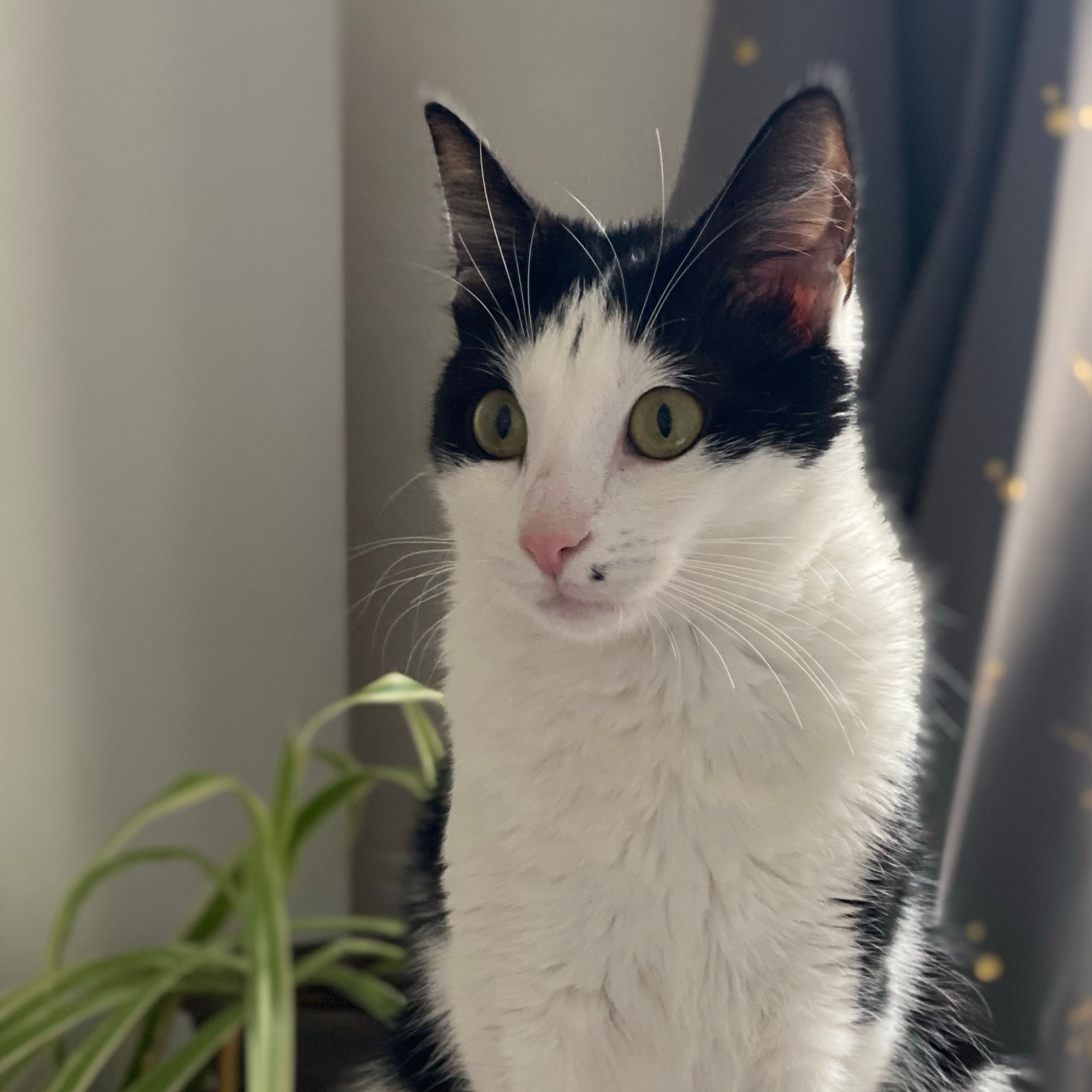 Luna