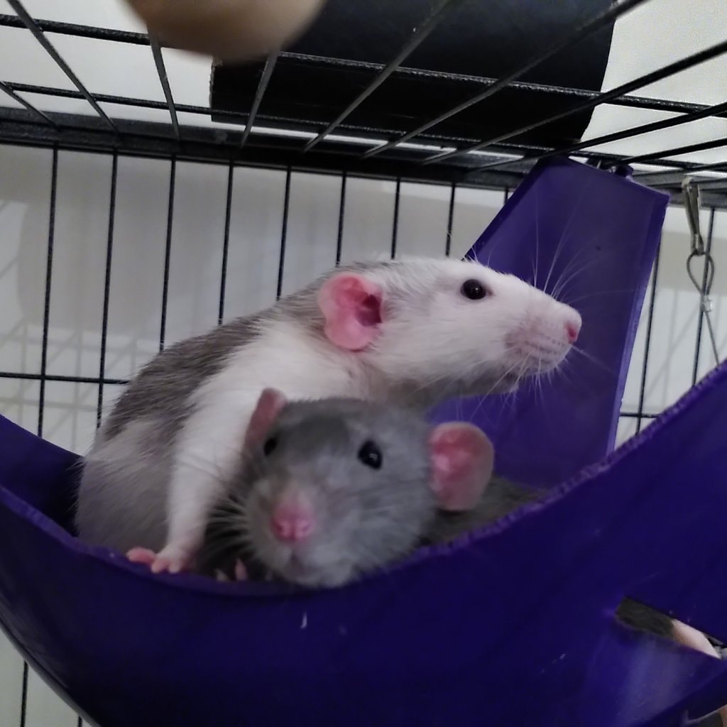 Kopernikus & Newton