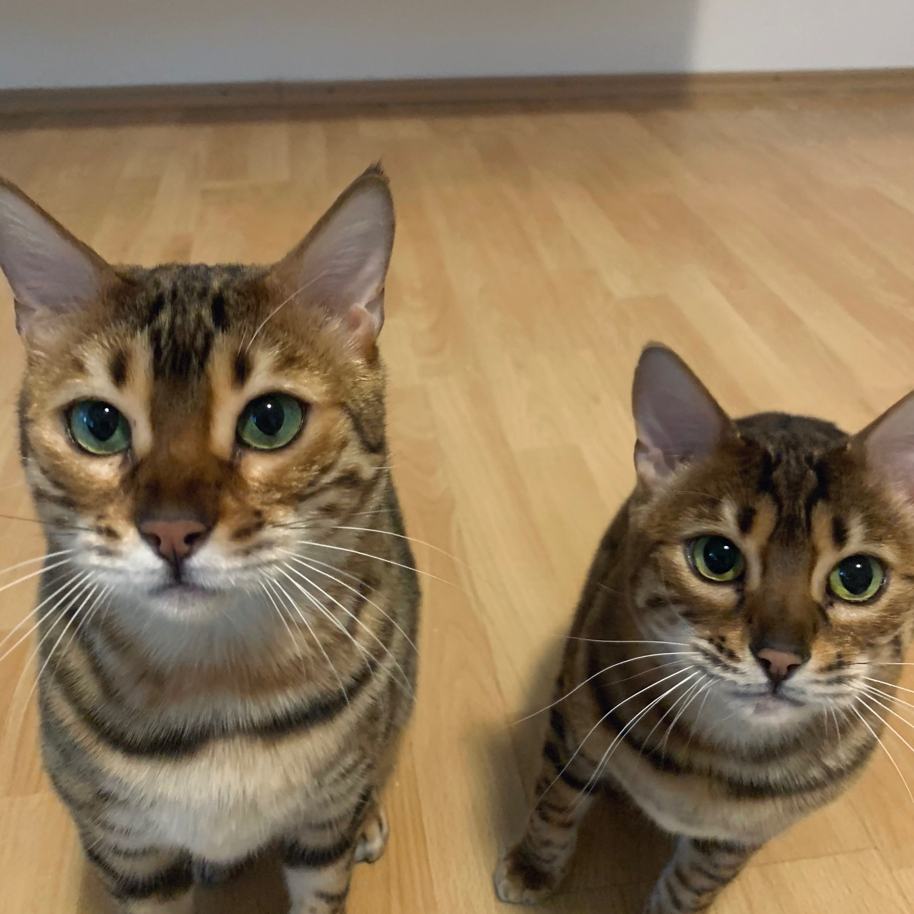 Luna & Nala