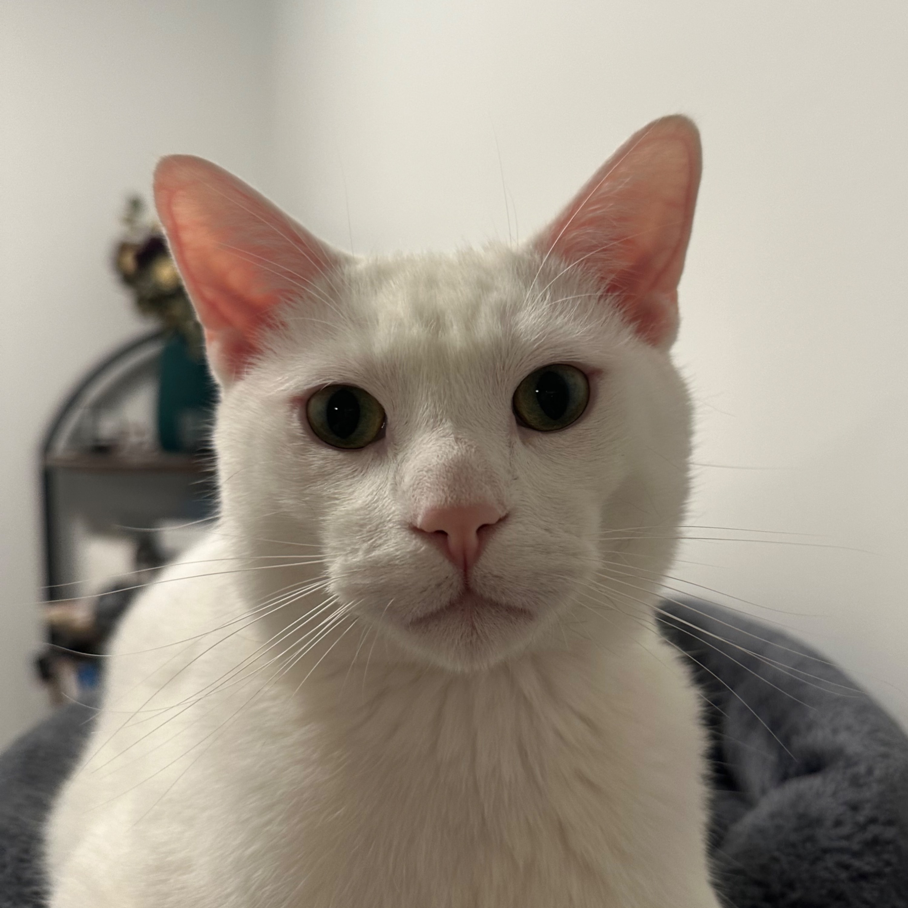 Winston