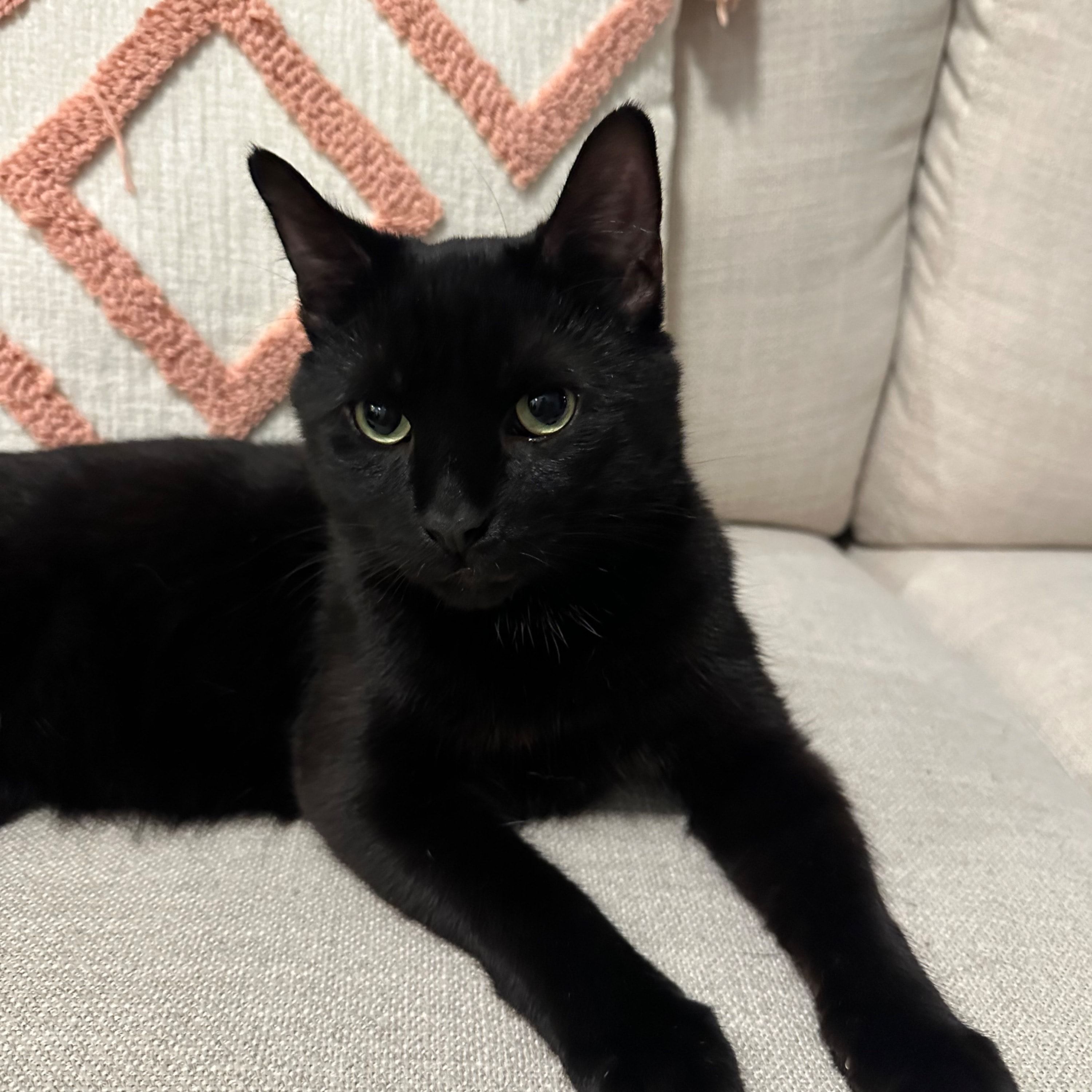 Simon