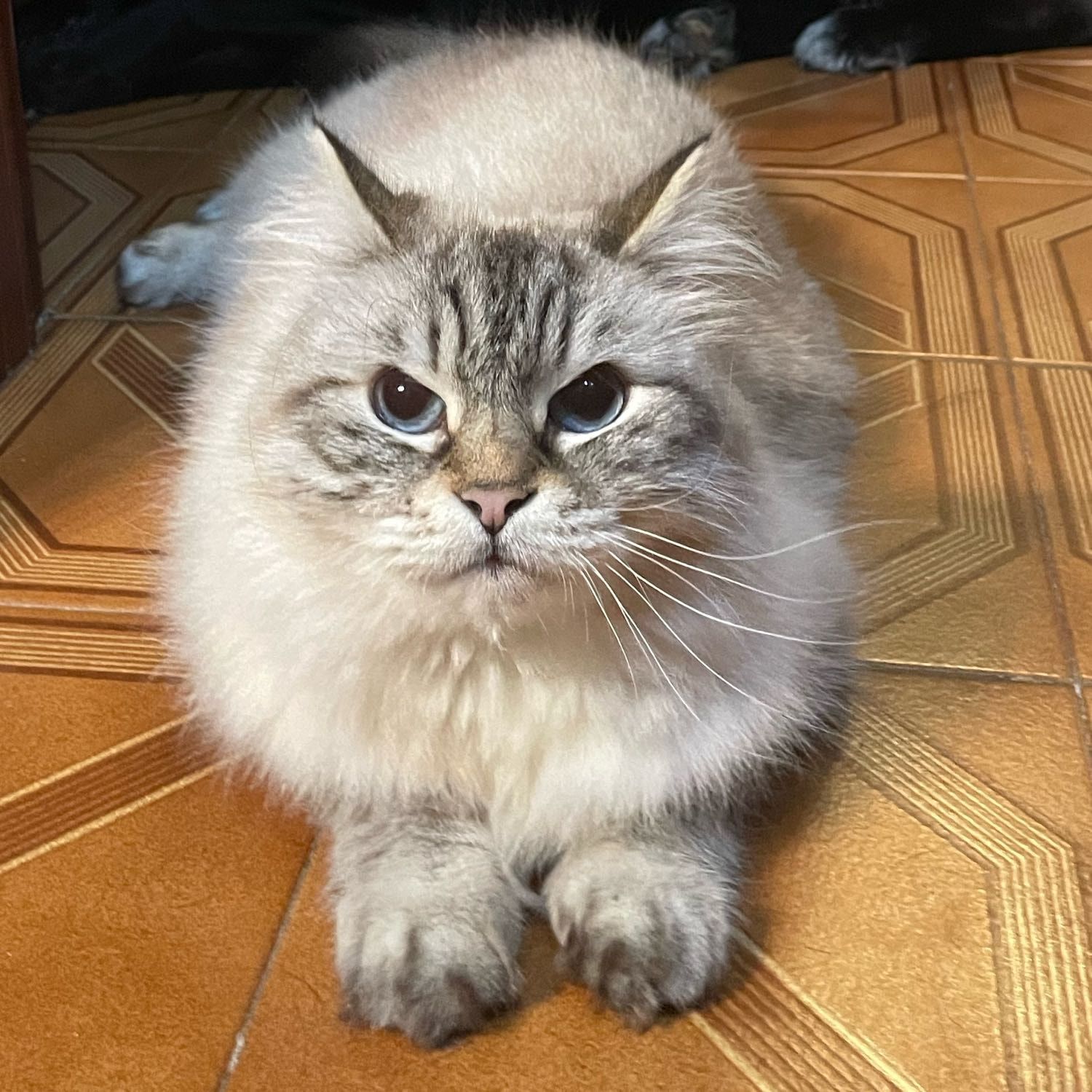 Piera