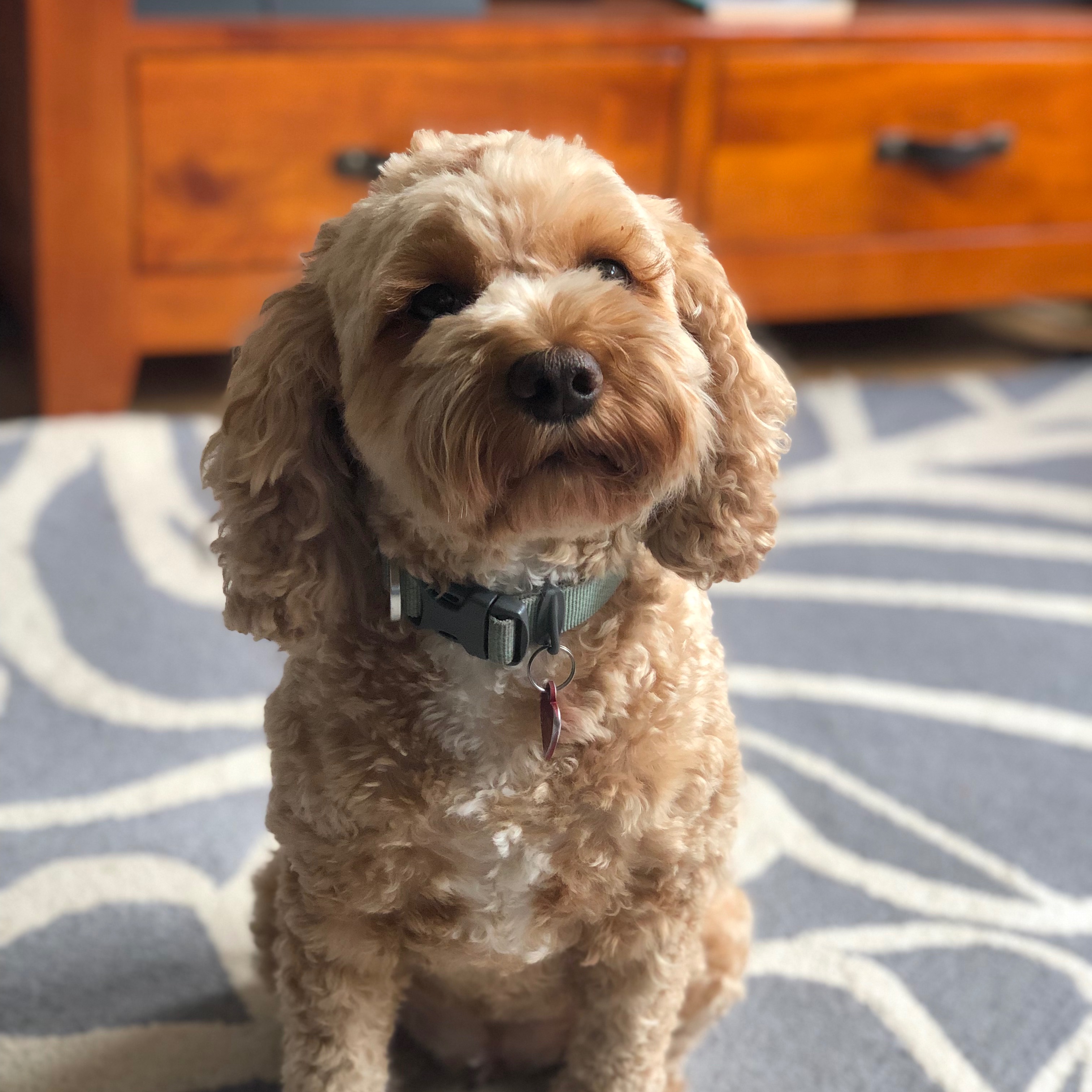Nala