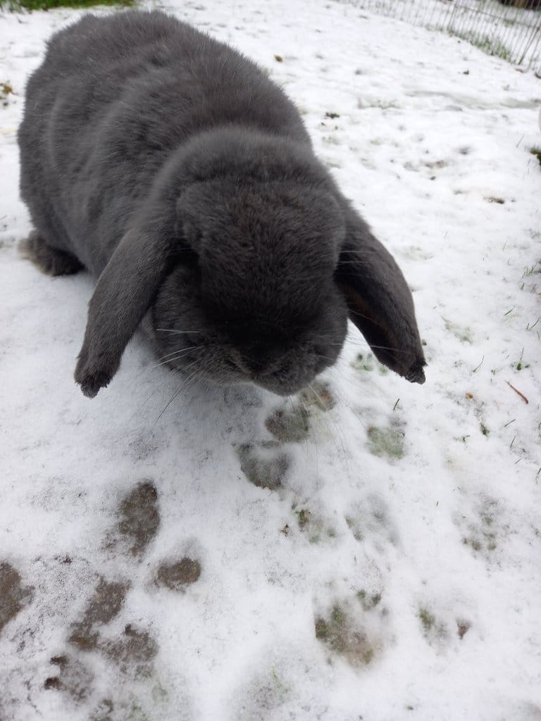 Wispa