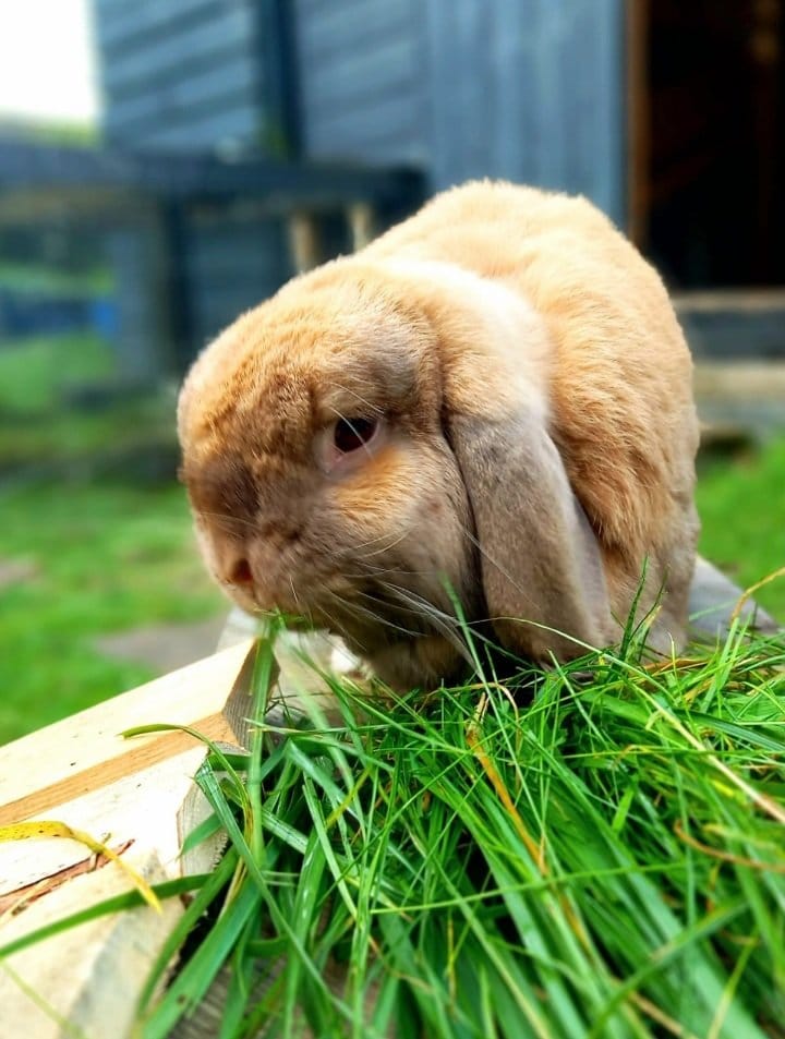 Crunchie